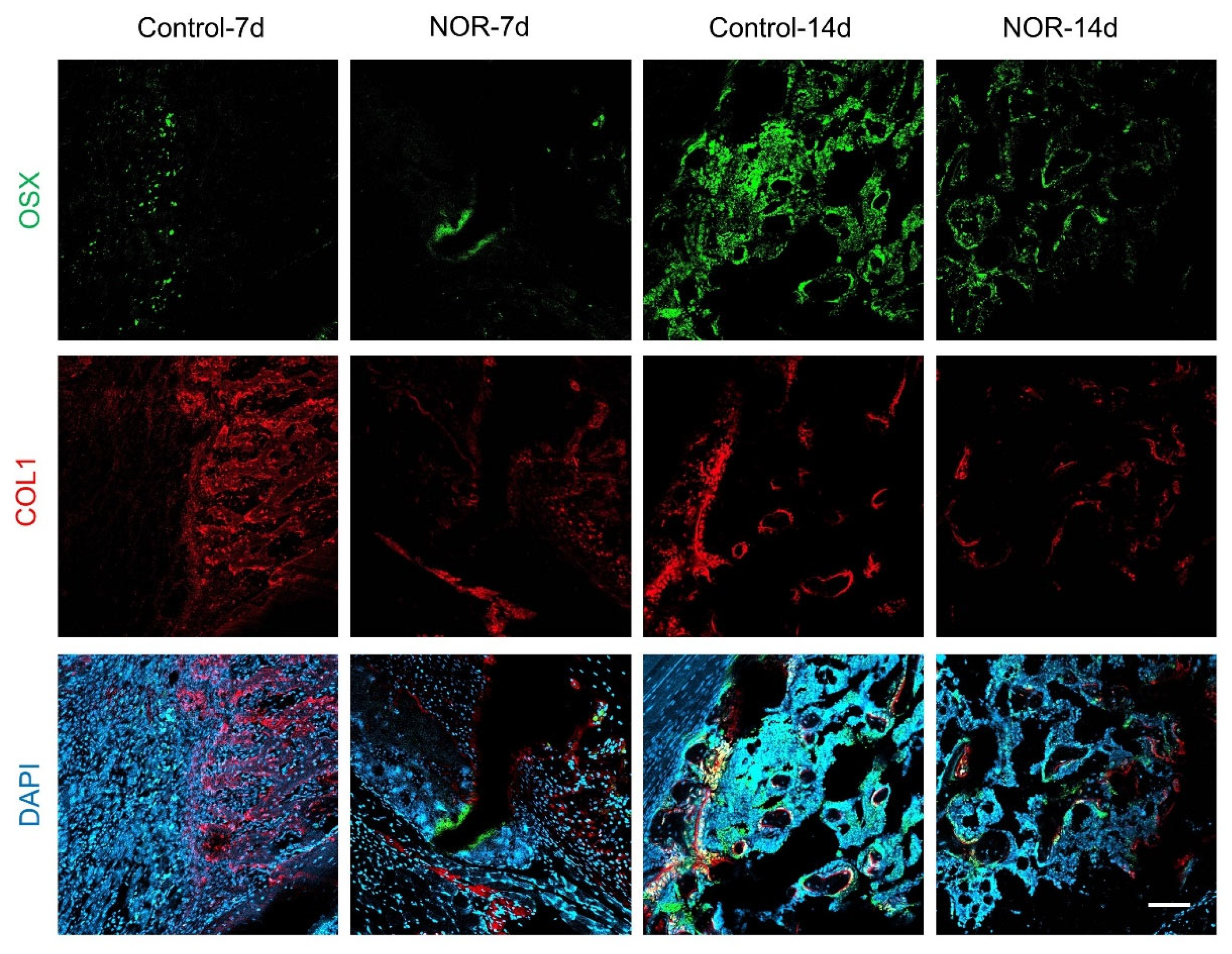 Biomedicines 11 02031 g004
