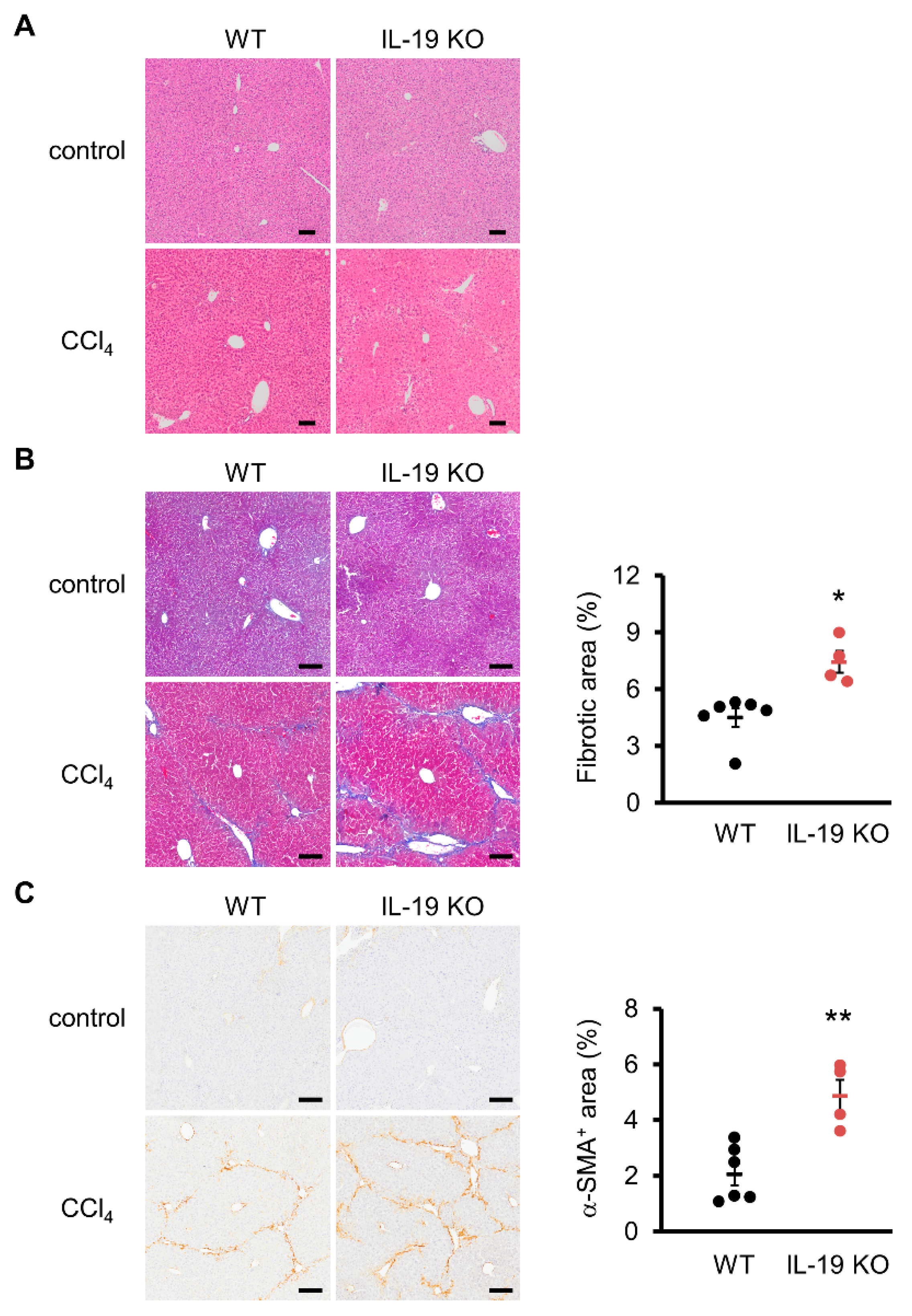 Biomedicines 11 02064 g003