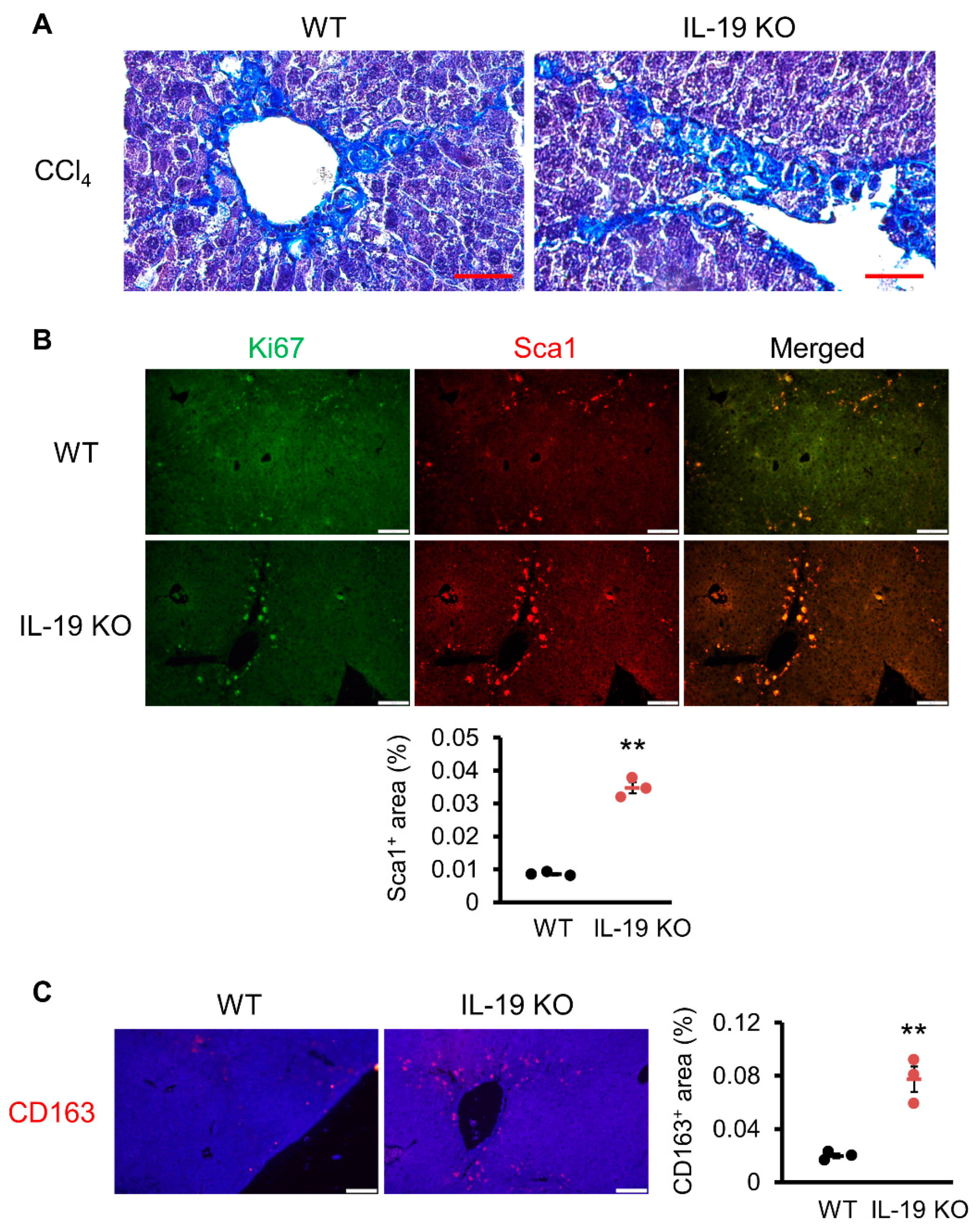 Biomedicines 11 02064 g006