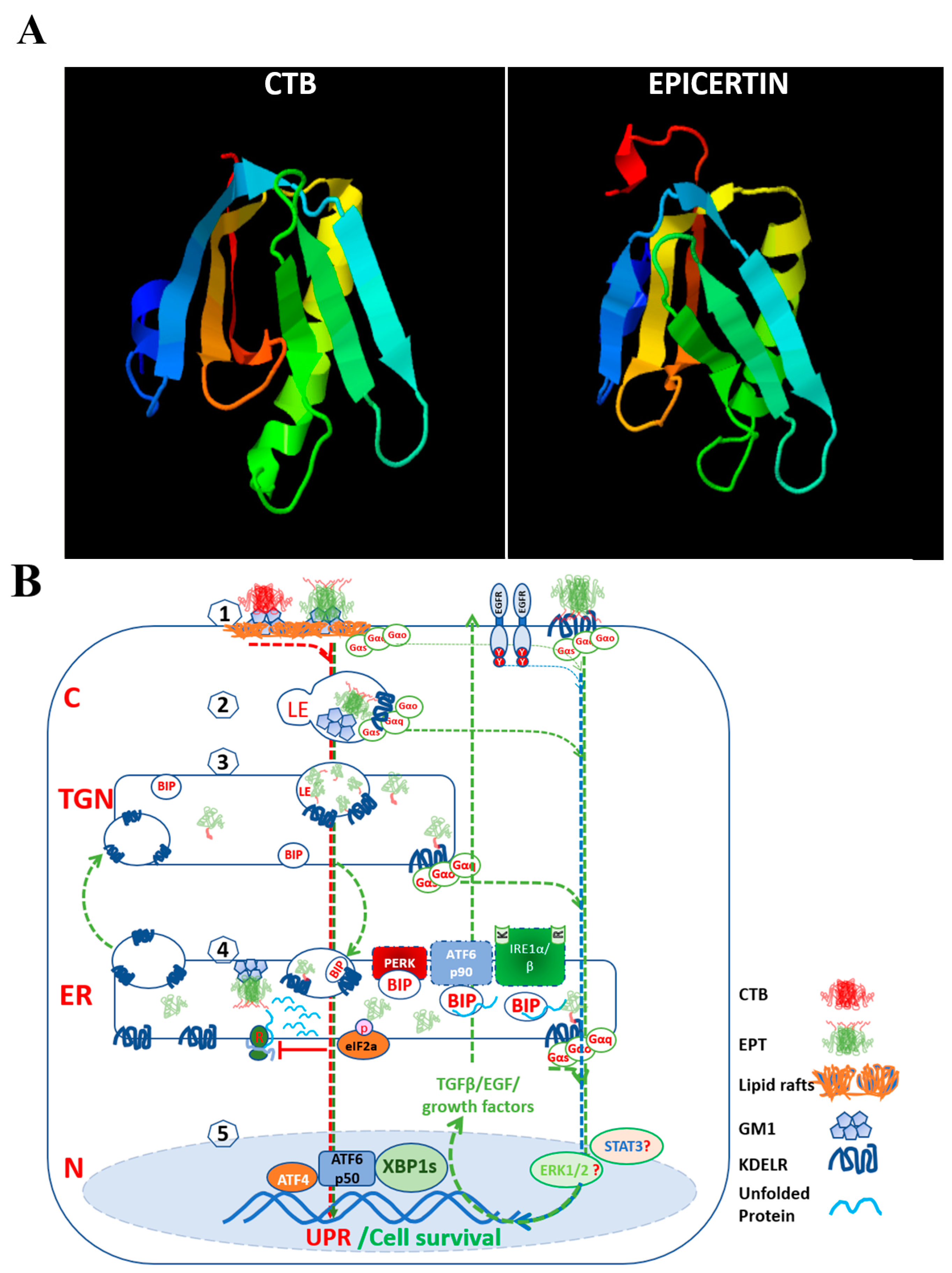 Biomedicines 11 02066 g001 Biomedicines 11 02066 g001