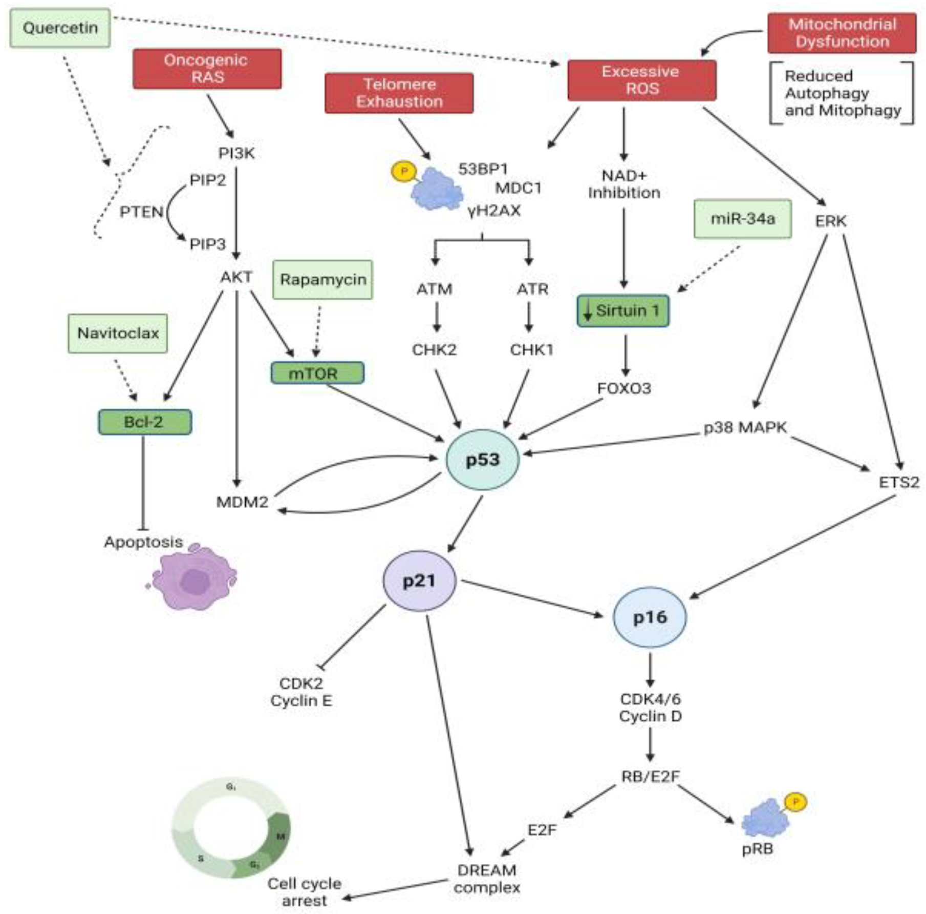 Biomedicines 11 02072 g001