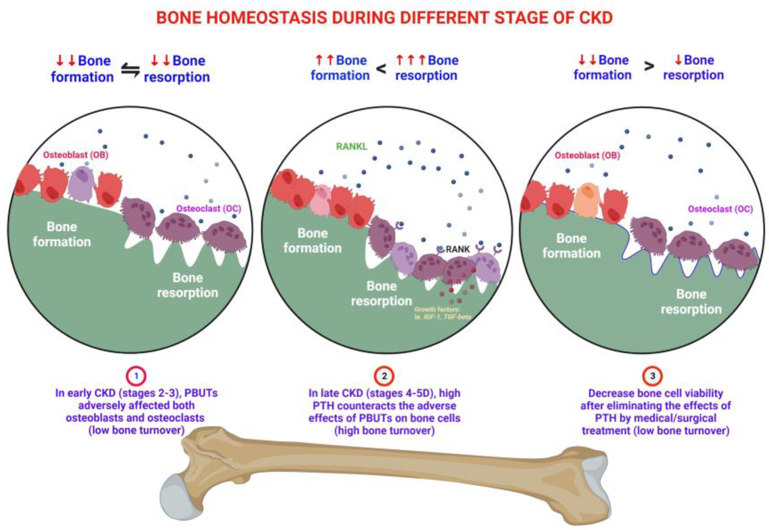 Effects of bedrest 4: renal, reproductive and immune systems