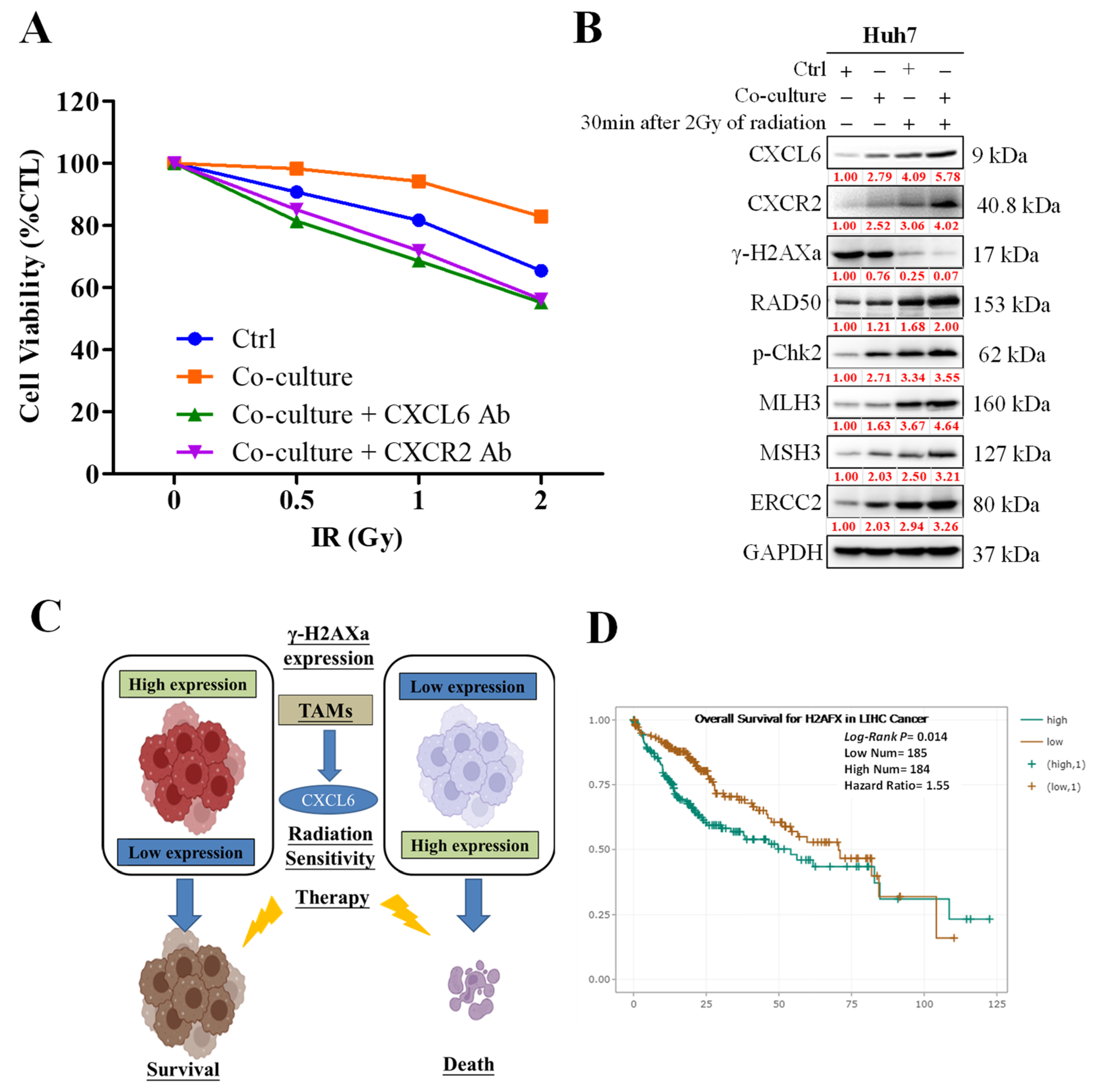 Biomedicines 11 02081 g004 Biomedicines 11 02081 g004