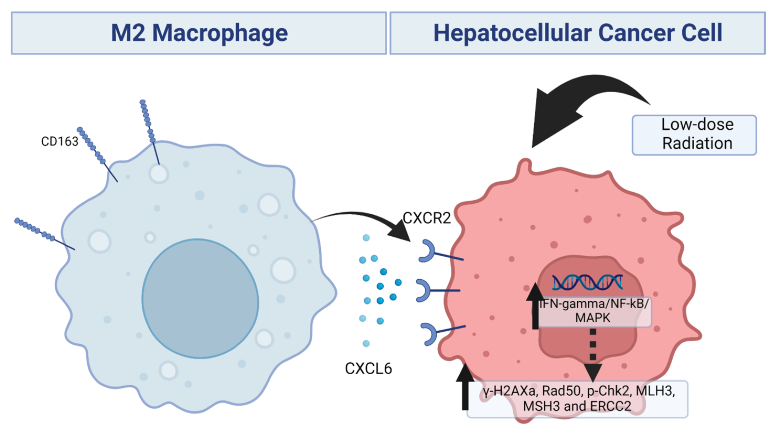 Biomedicines 11 02081 g006 Biomedicines 11 02081 g006