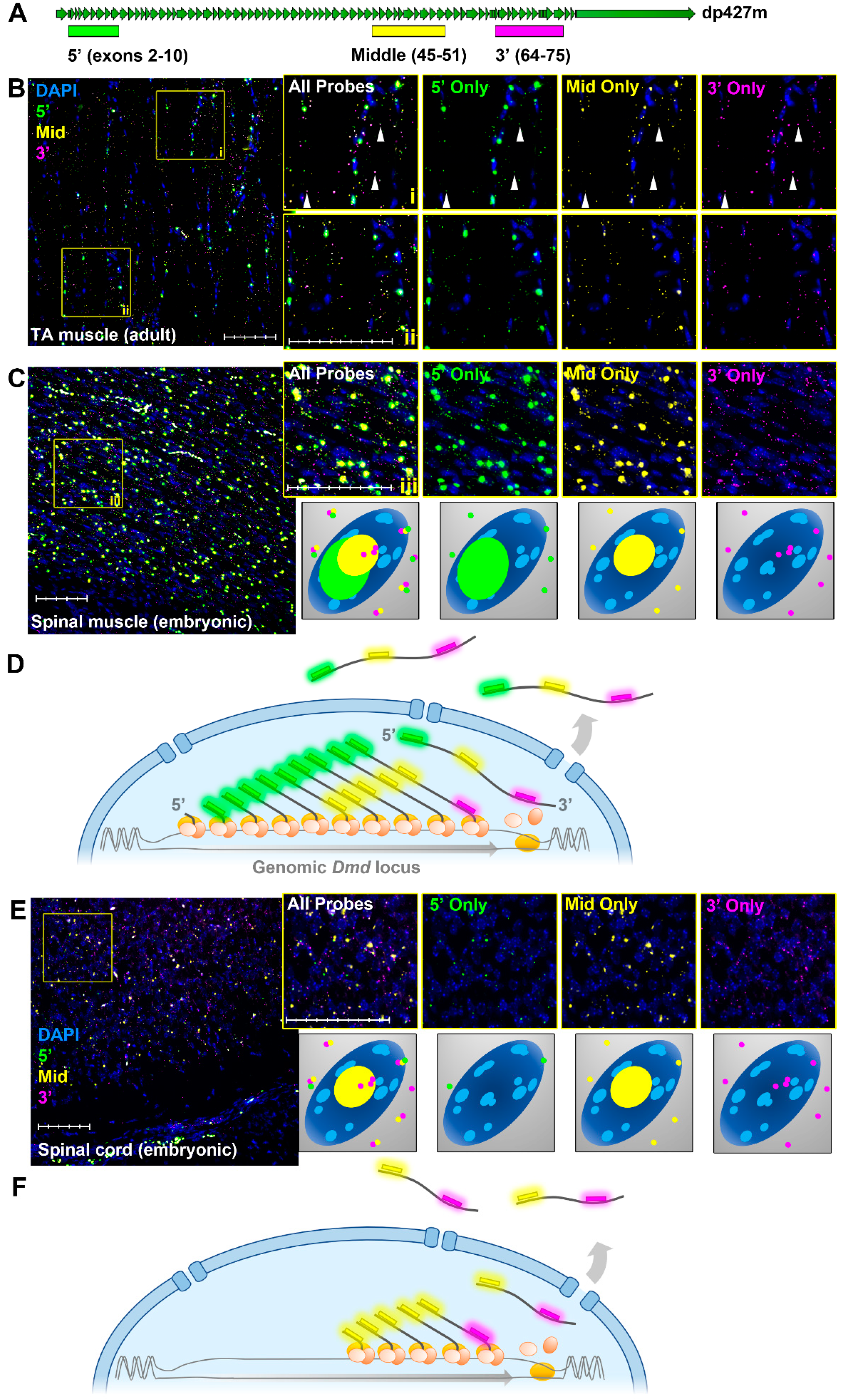 Biomedicines 11 02082 g003 Biomedicines 11 02082 g003