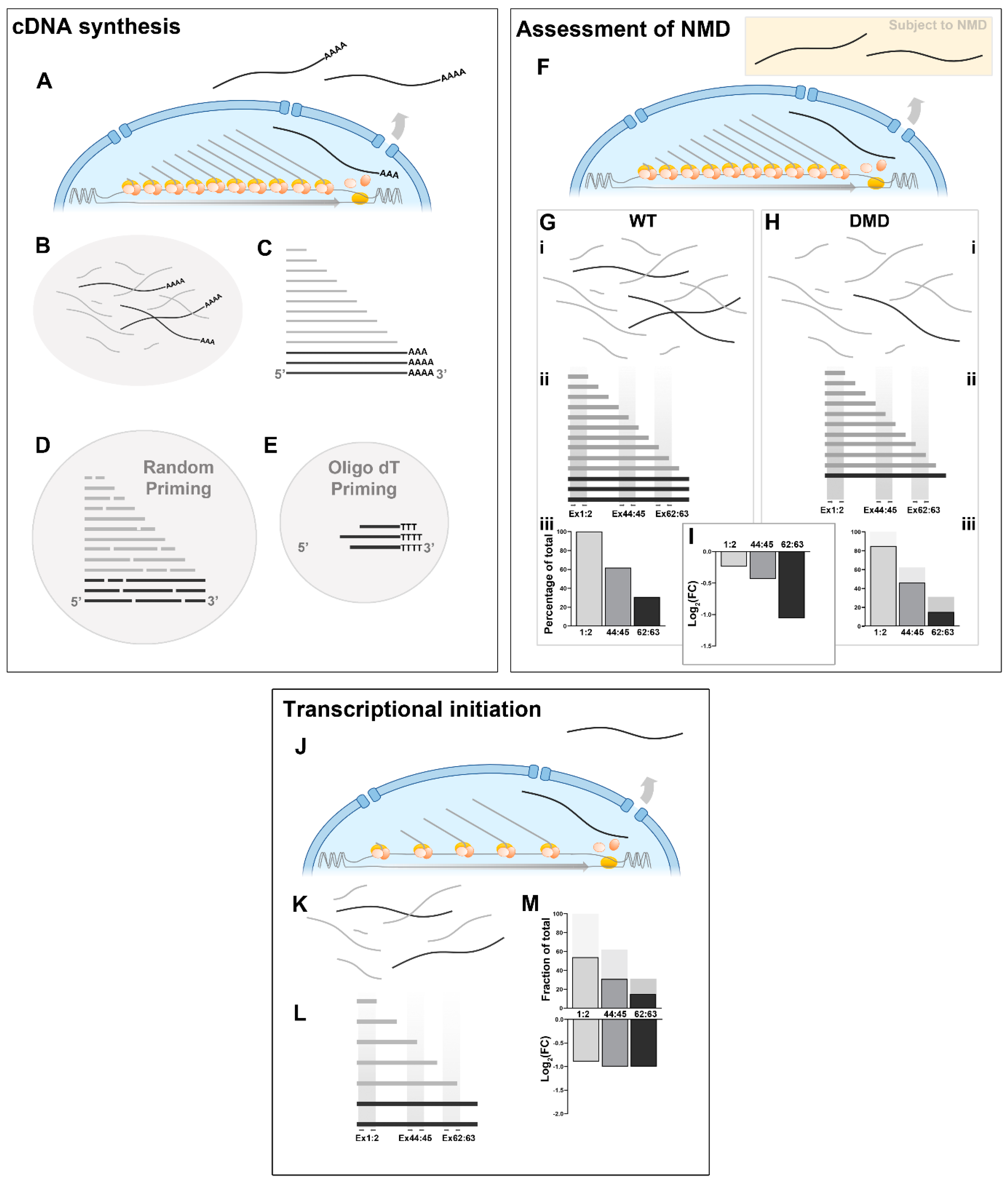 Biomedicines 11 02082 g005 Biomedicines 11 02082 g005