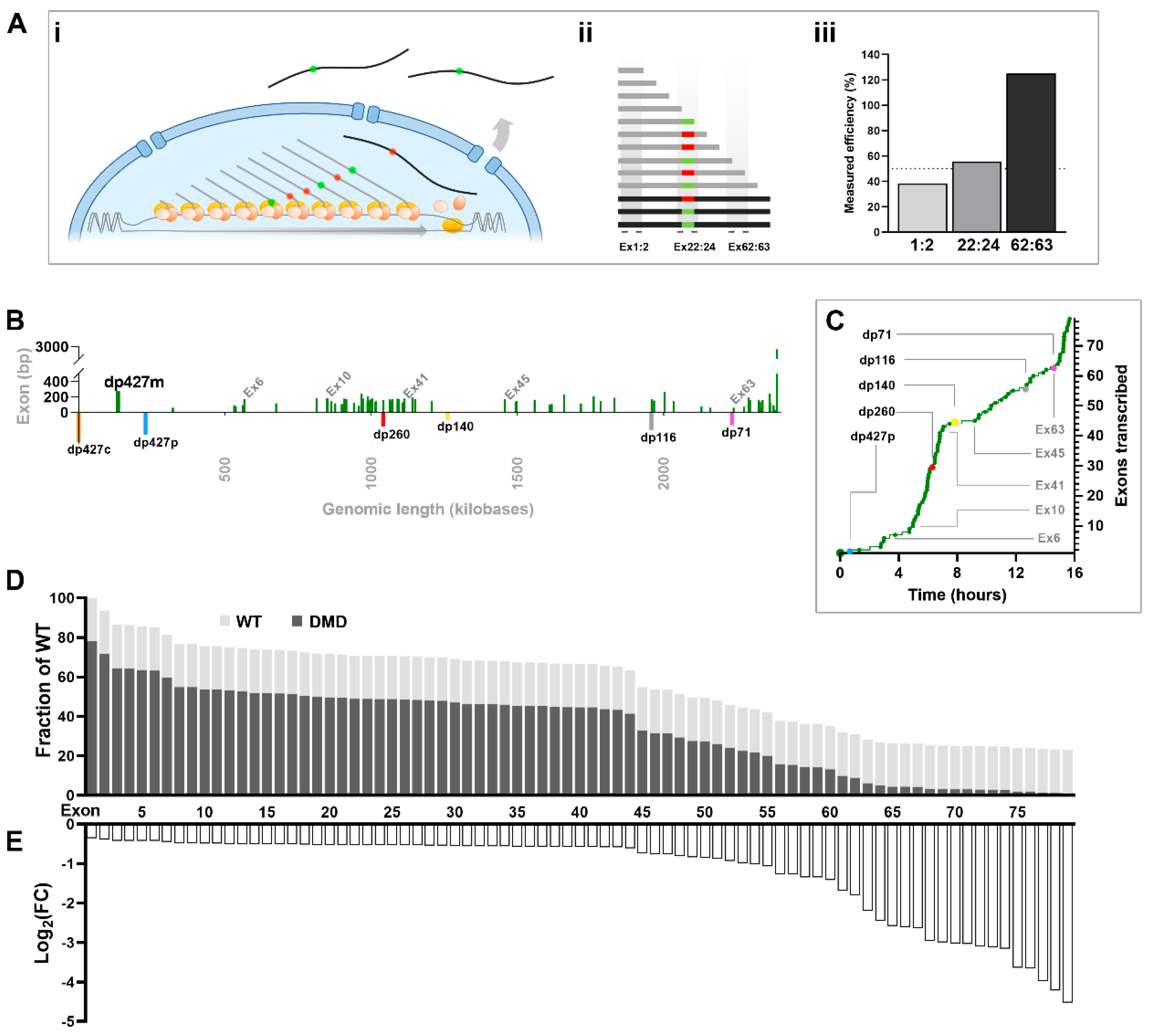 Biomedicines 11 02082 g007 Biomedicines 11 02082 g007