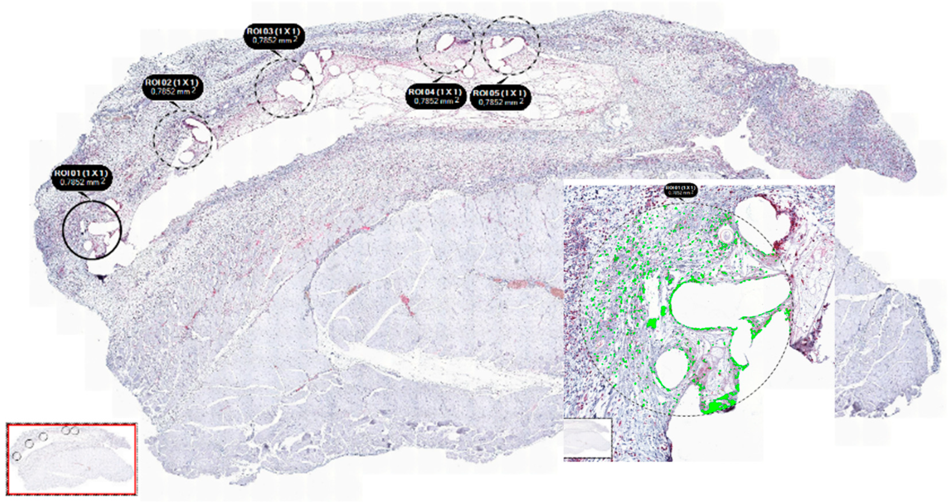 Biomedicines 11 02083 g004