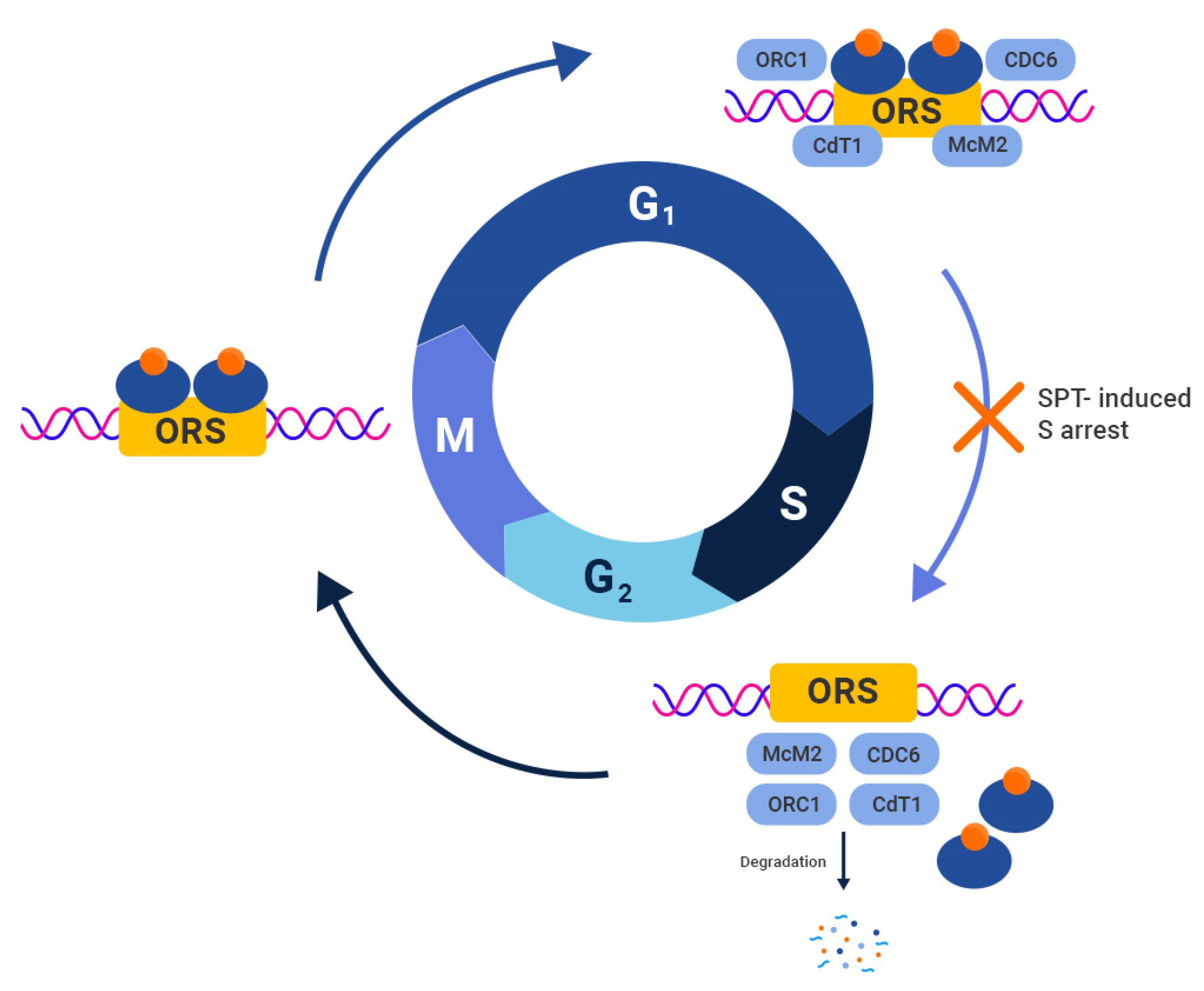 Biomedicines 11 02084 g002 Biomedicines 11 02084 g002