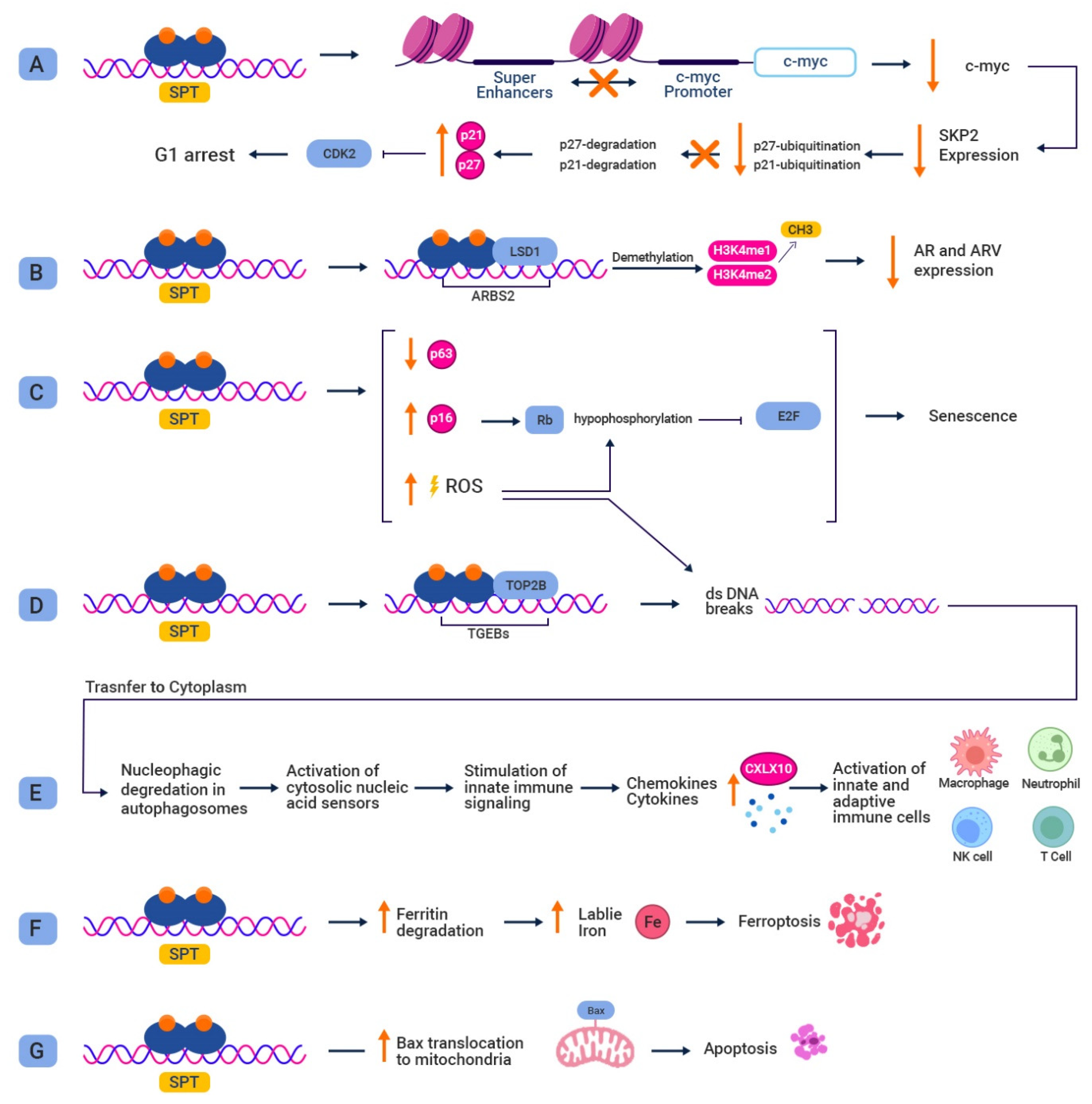 Biomedicines 11 02084 g003 Biomedicines 11 02084 g003