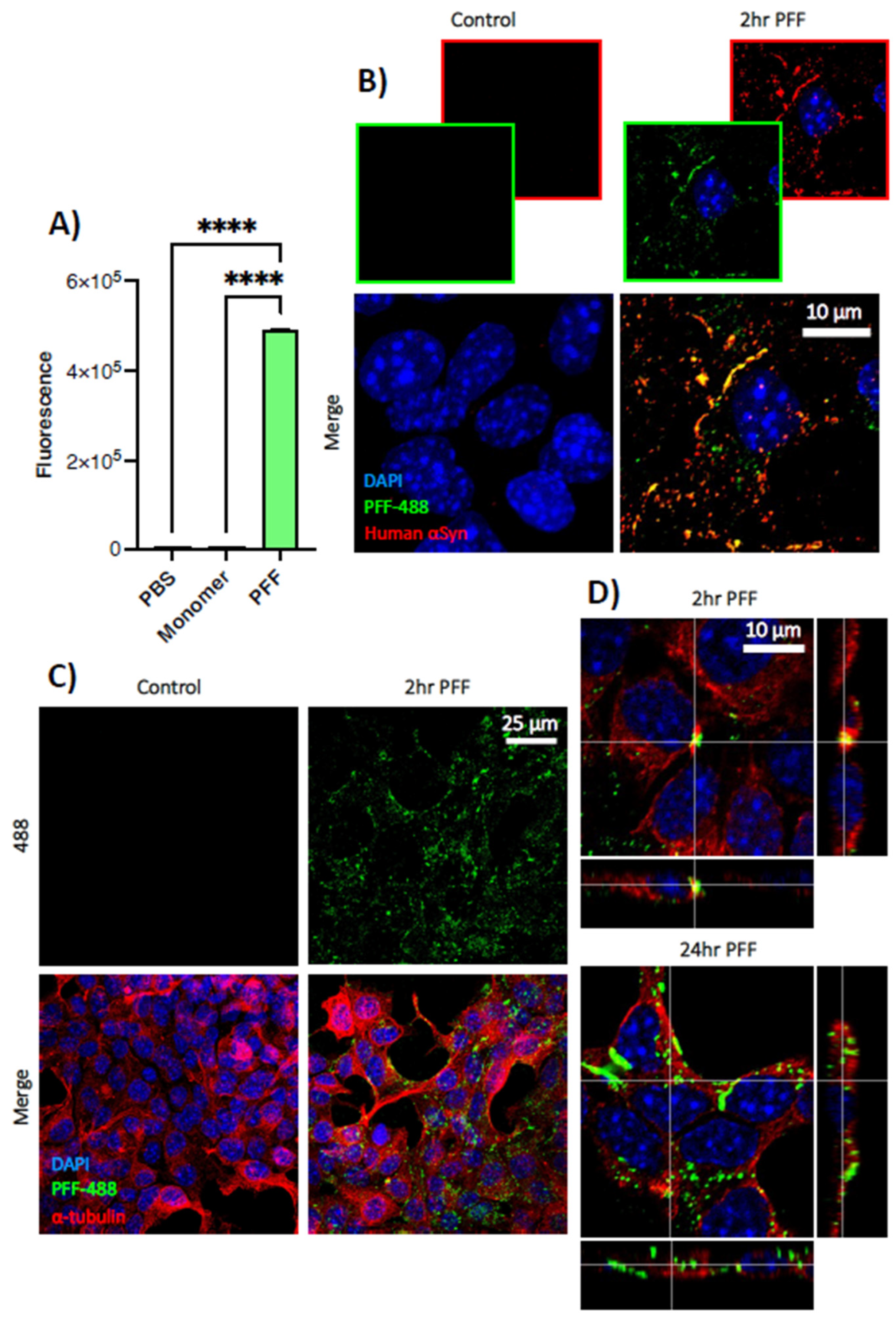 Biomedicines 11 02089 g002 Biomedicines 11 02089 g002