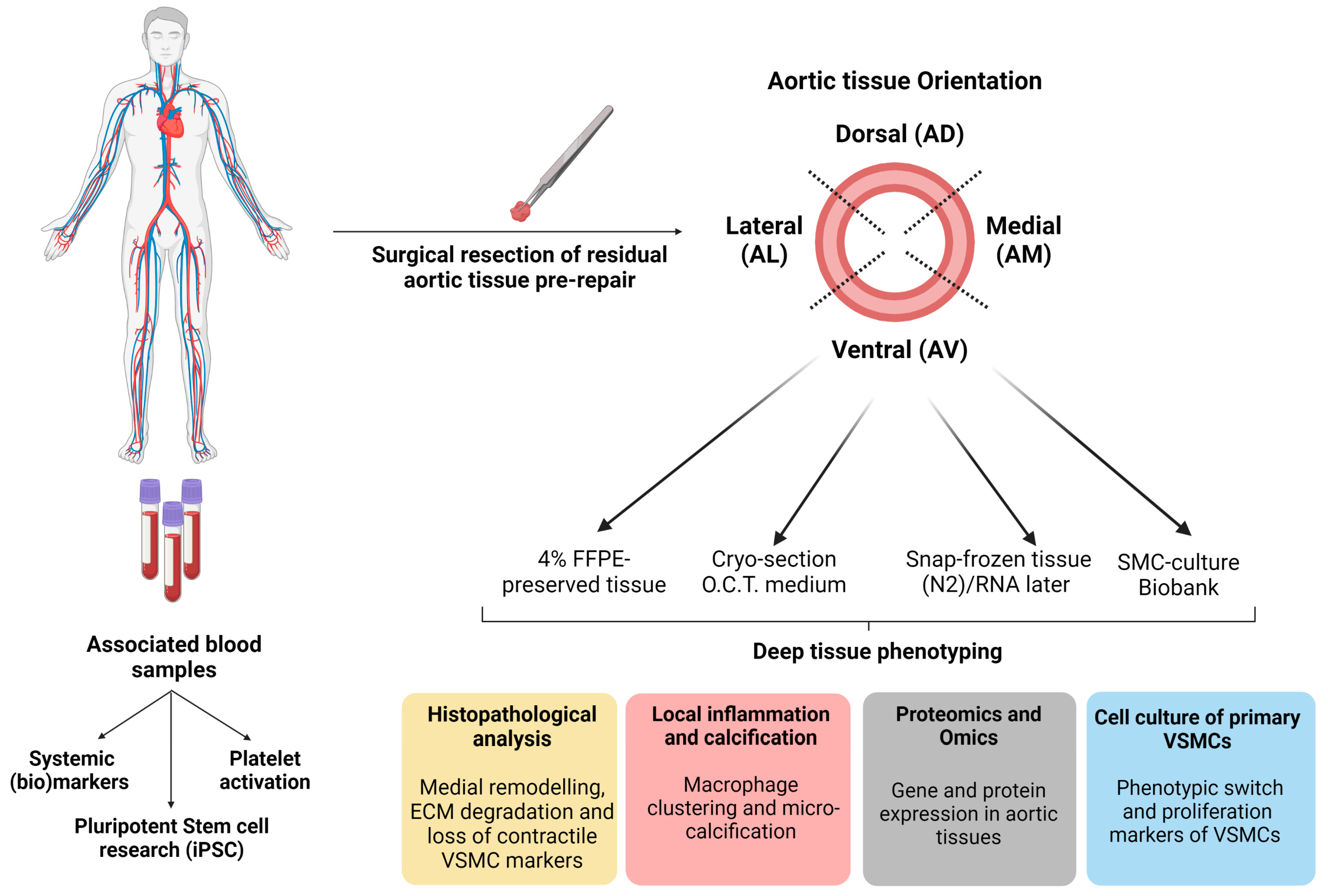 Biomedicines 11 02095 g004 Biomedicines 11 02095 g004