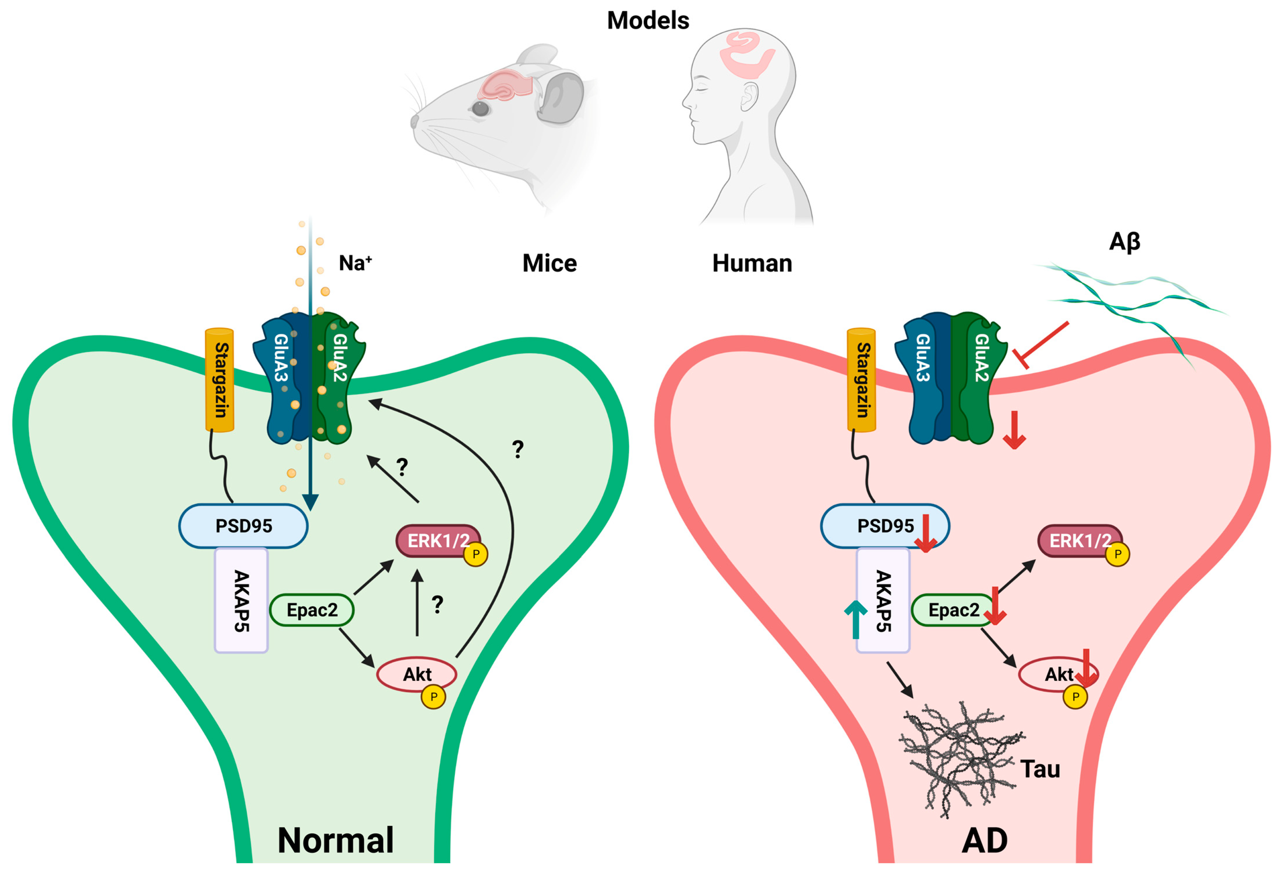 Biomedicines 11 02096 g001 Biomedicines 11 02096 g001