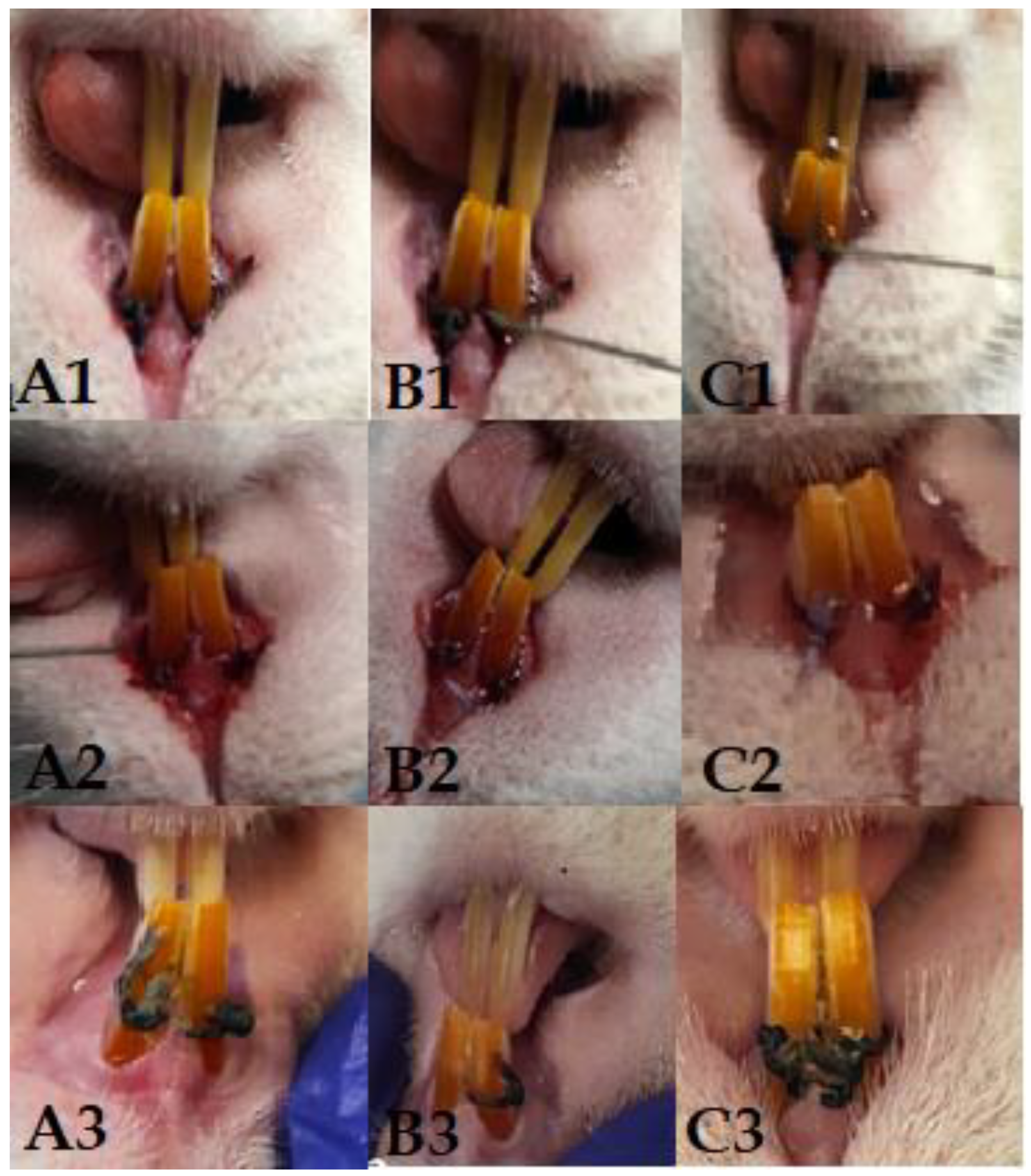 Biomedicines 11 02098 g001 Biomedicines 11 02098 g001