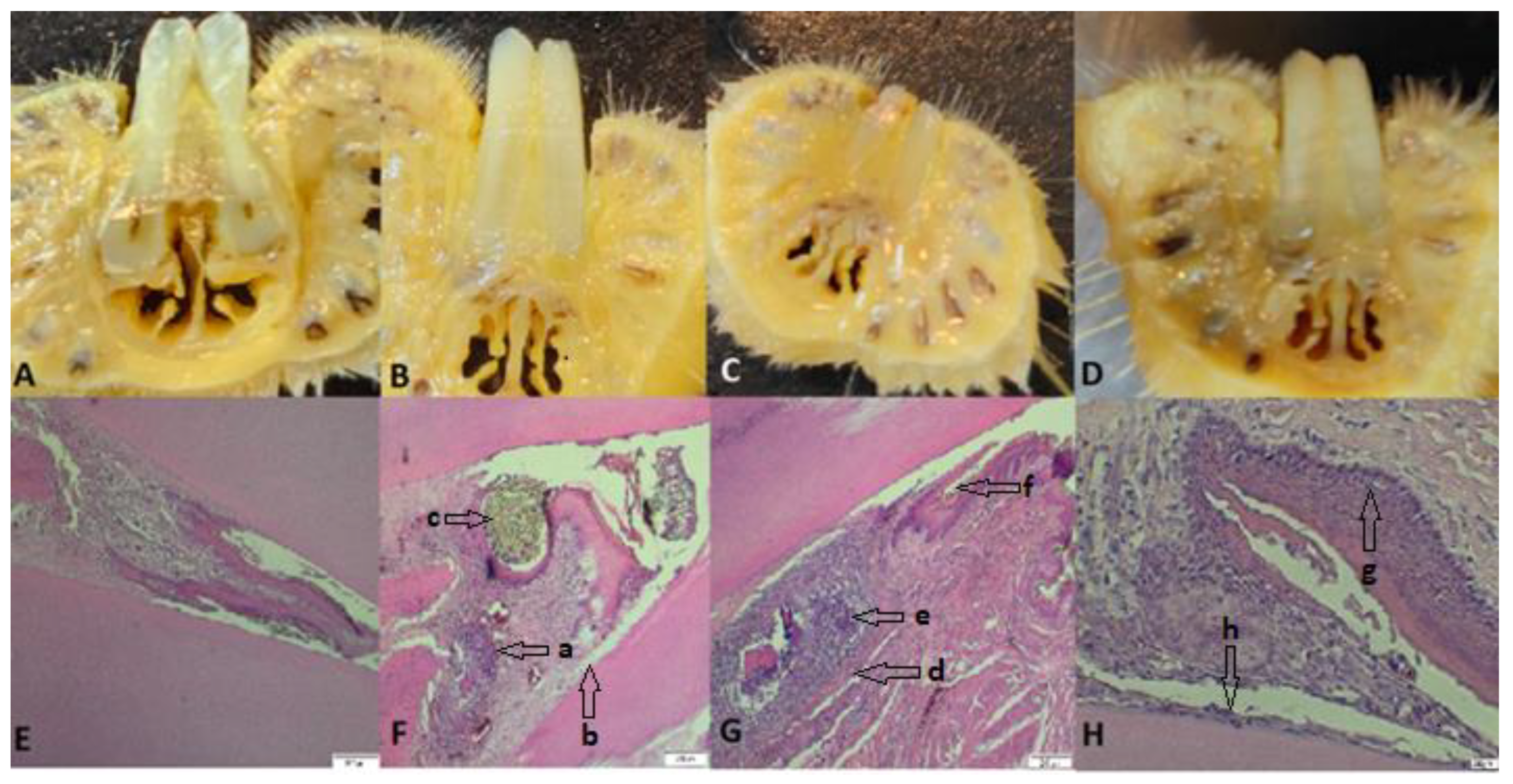 Biomedicines 11 02098 g005 Biomedicines 11 02098 g005