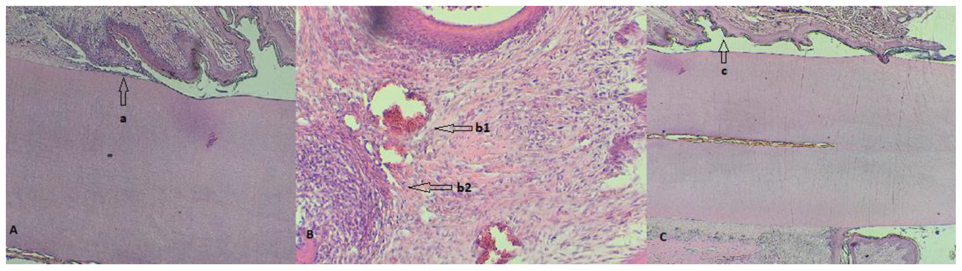 Biomedicines 11 02098 g006 Biomedicines 11 02098 g006
