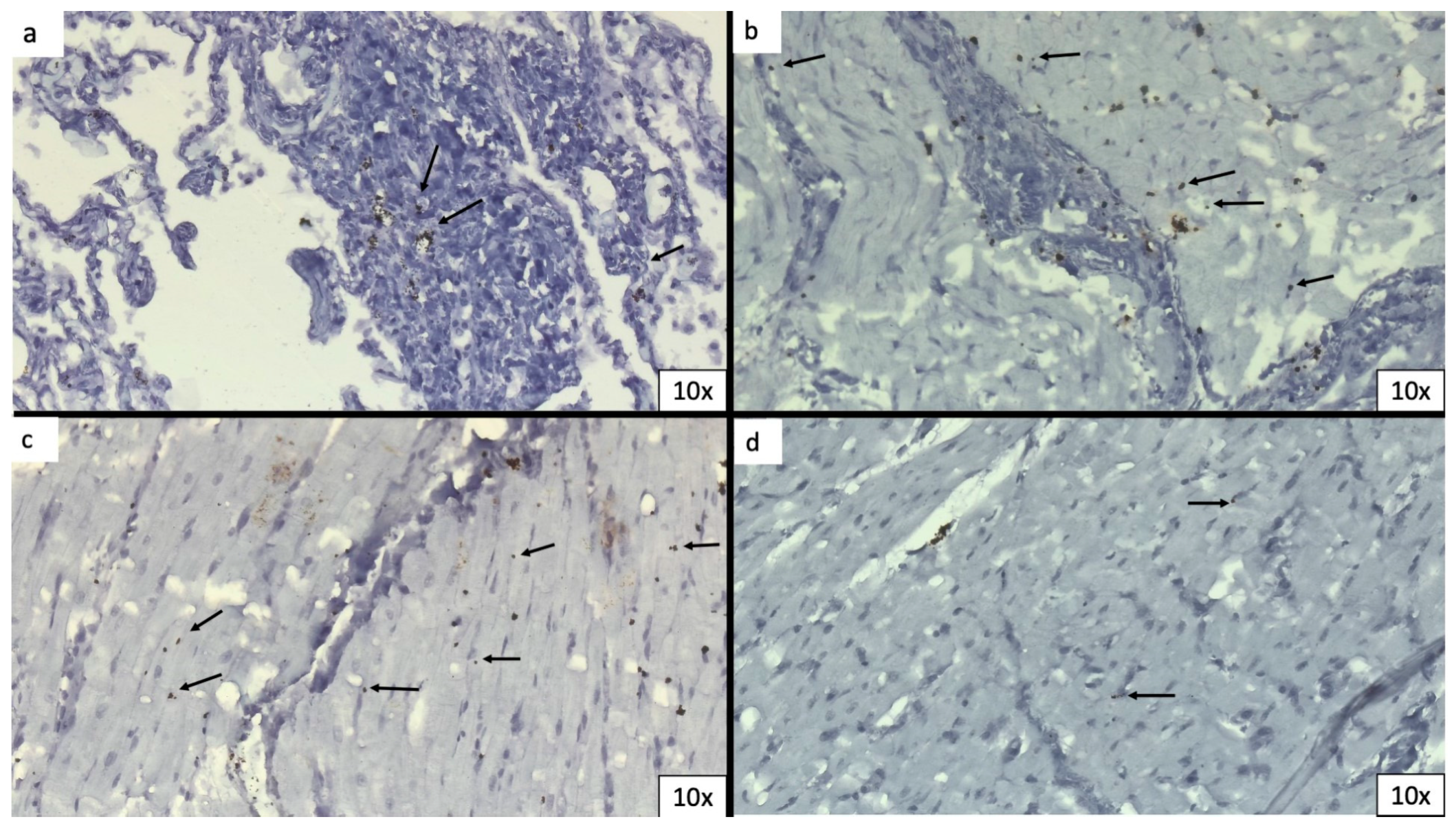 Biomedicines 11 02101 g004 Biomedicines 11 02101 g004
