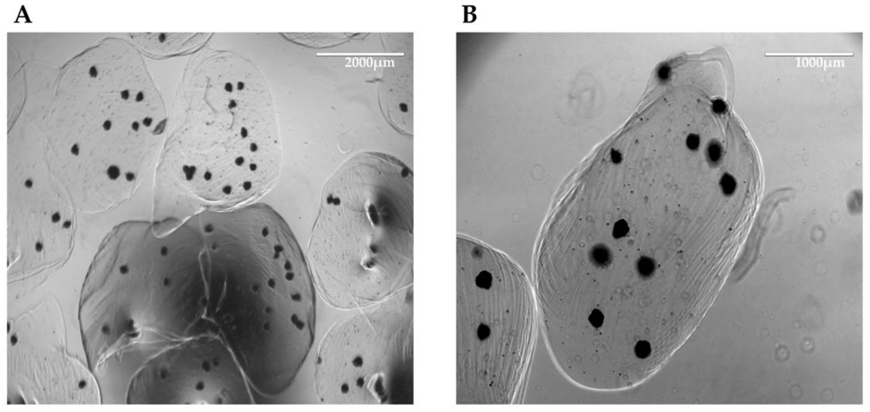 Biomedicines 11 02114 g005