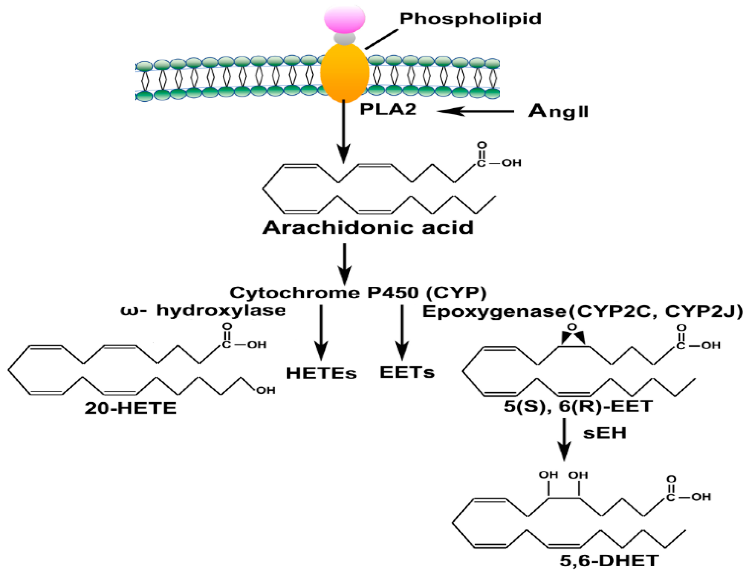Biomedicines 11 02118 g002