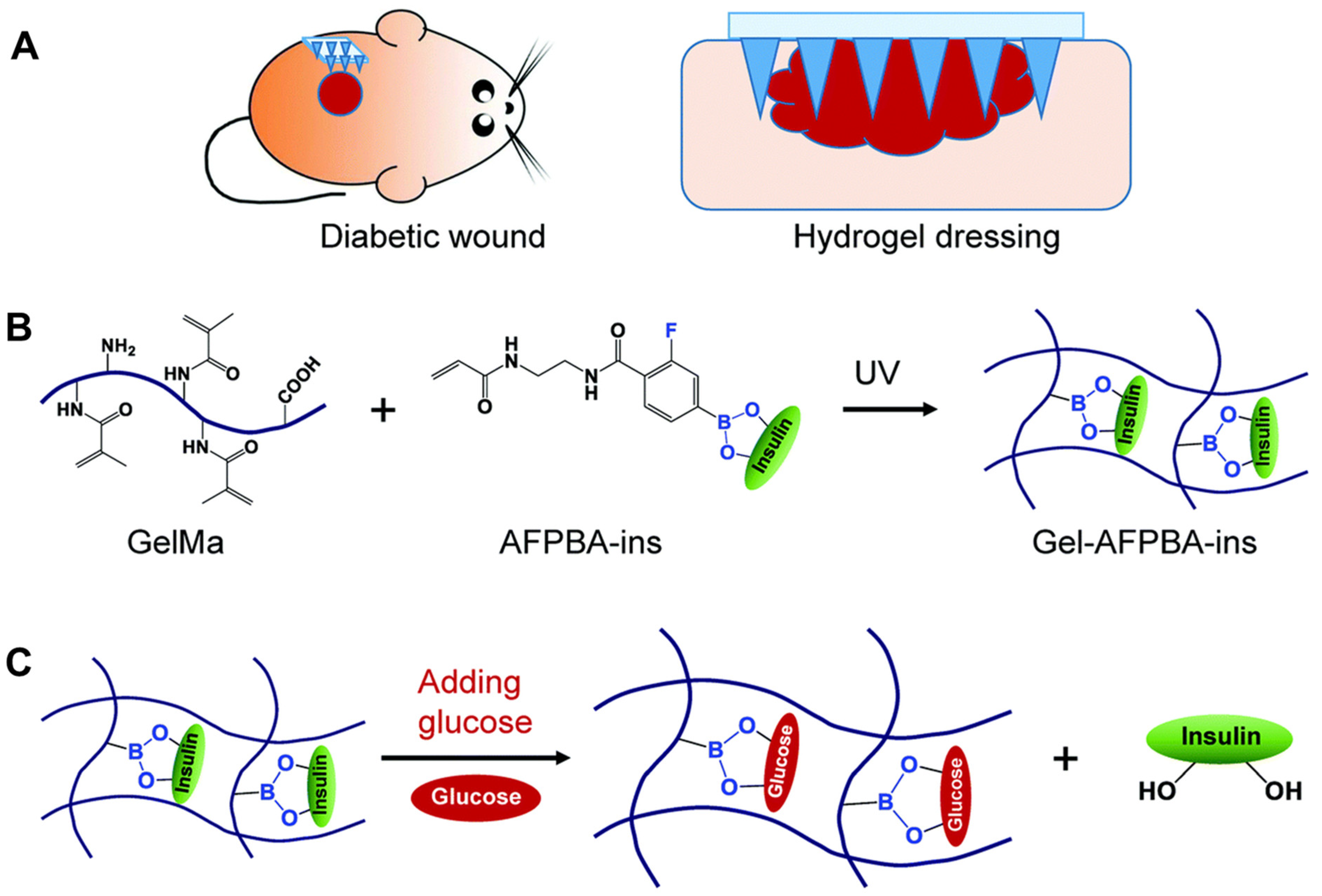 Biomedicines 11 02119 g002