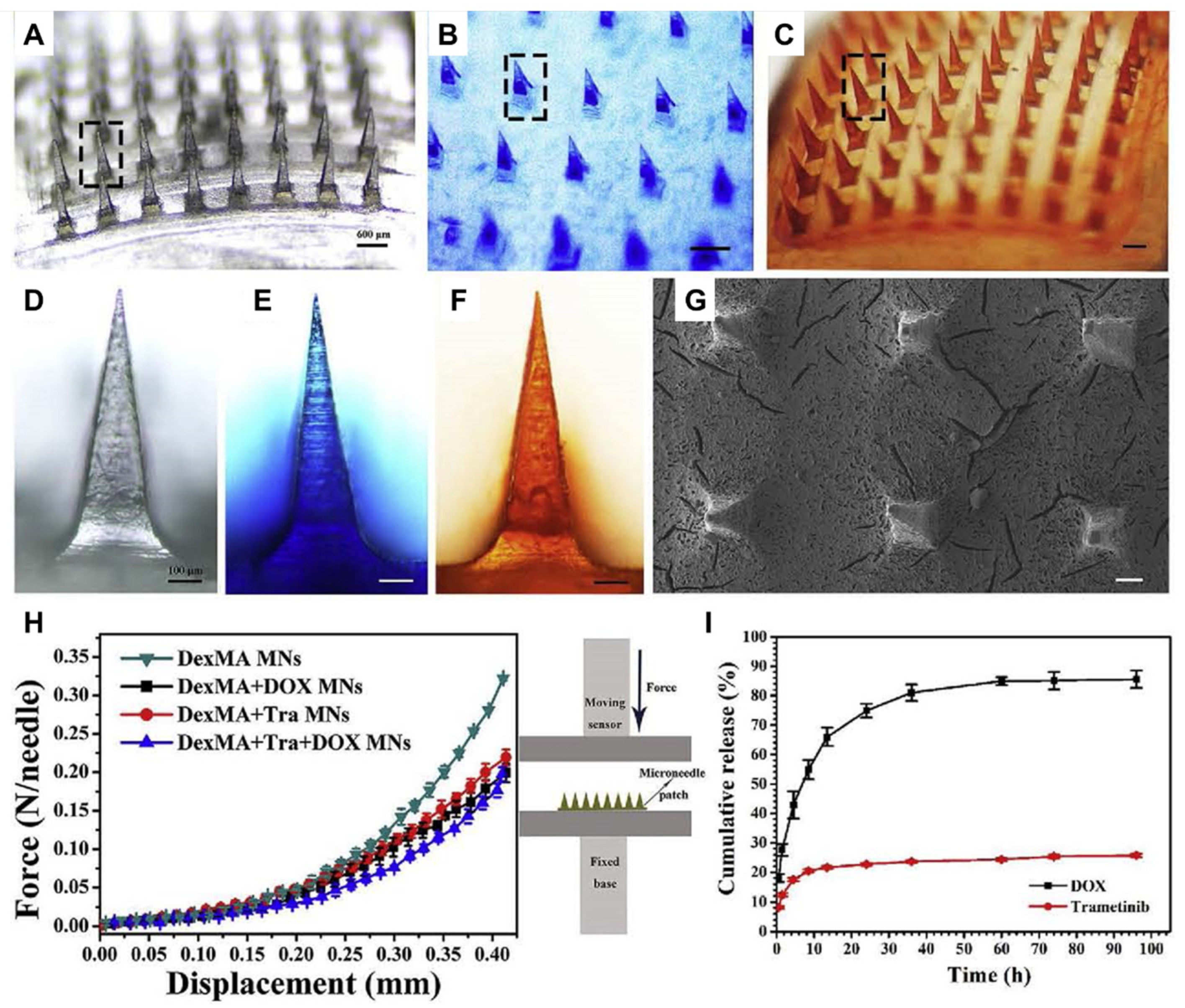 Biomedicines 11 02119 g005