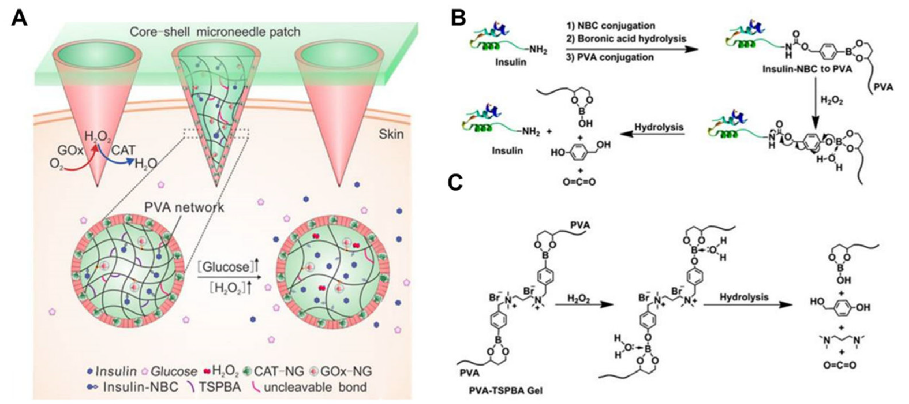 Biomedicines 11 02119 g006