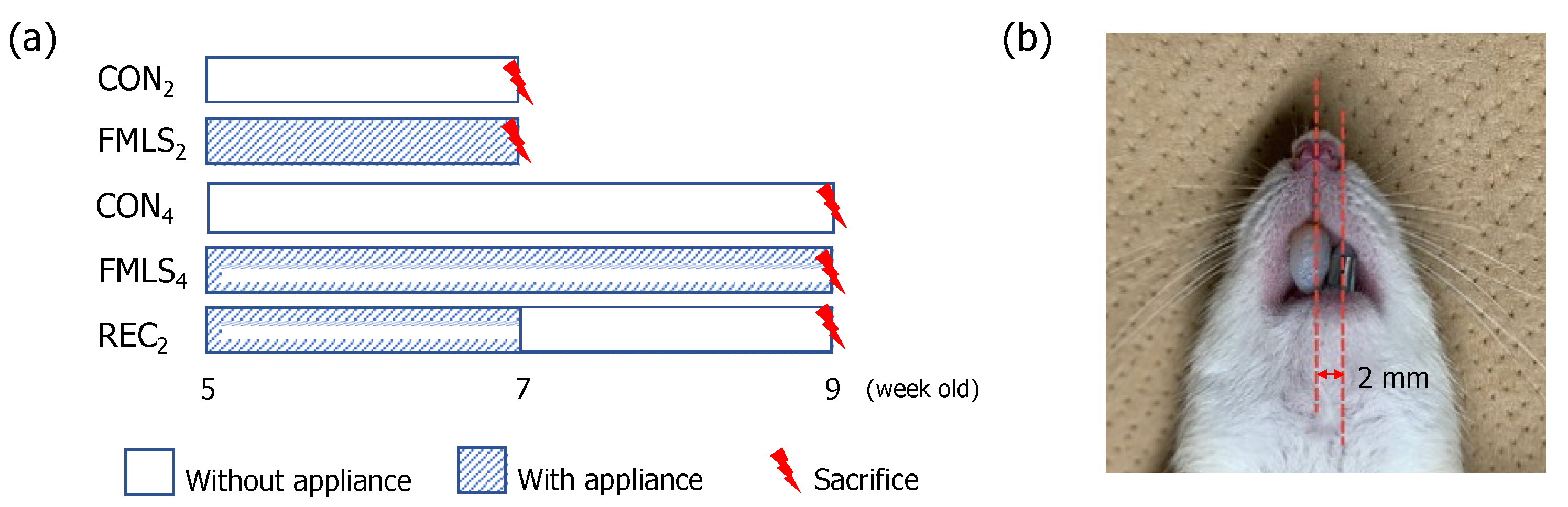 Biomedicines 11 02126 g001 Biomedicines 11 02126 g001