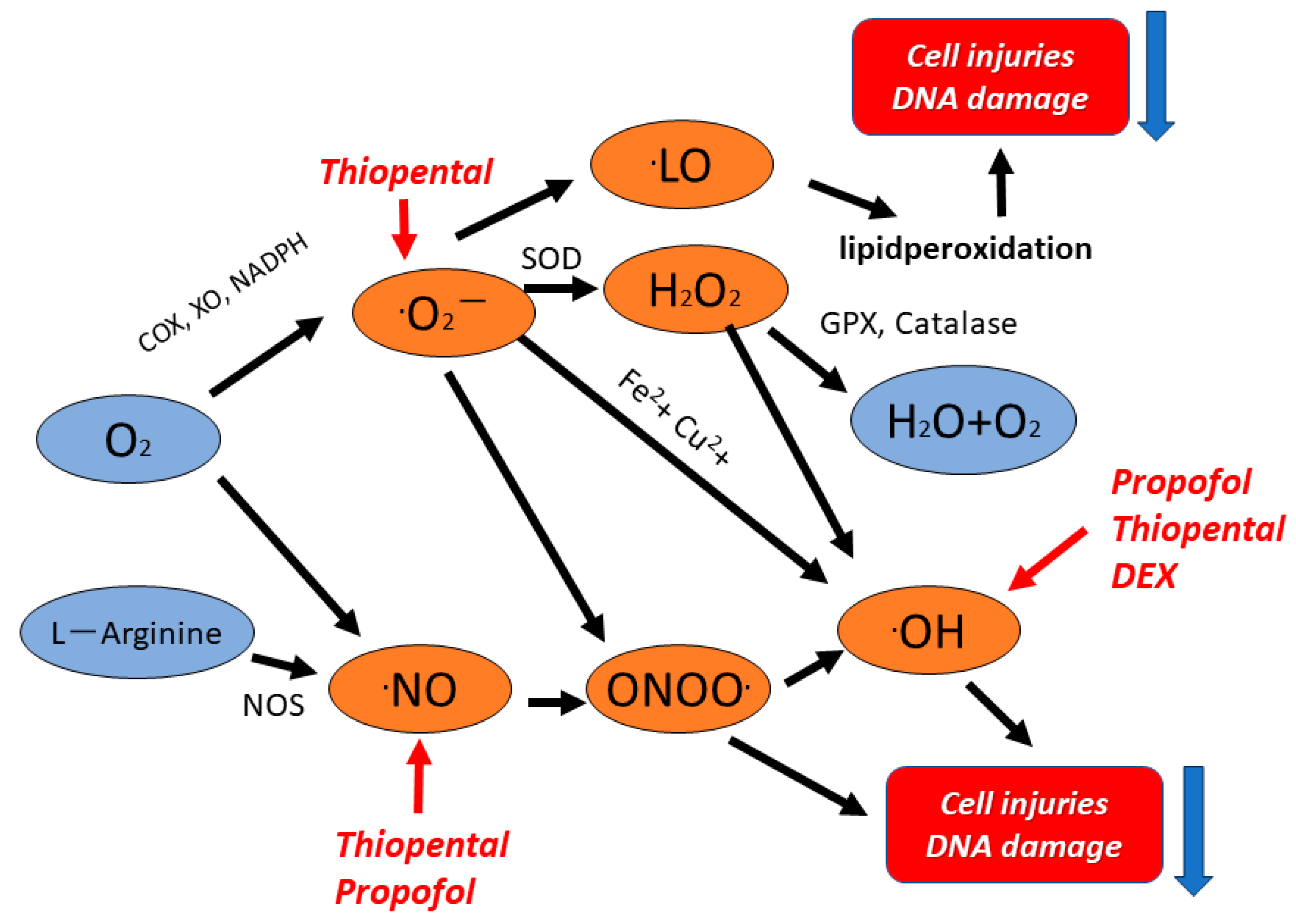 Biomedicines 11 02129 g009 Biomedicines 11 02129 g009