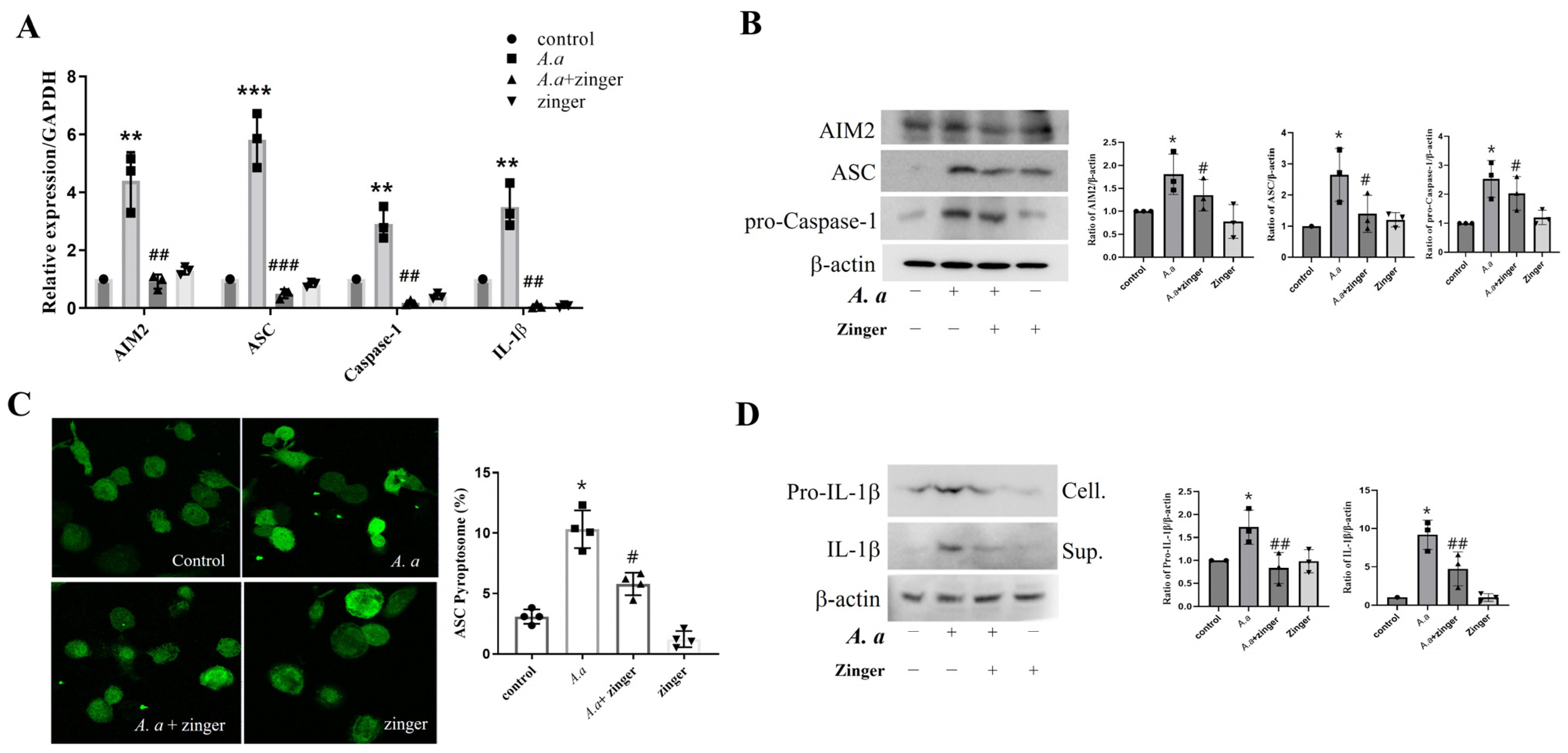 Biomedicines 11 02130 g003 Biomedicines 11 02130 g003