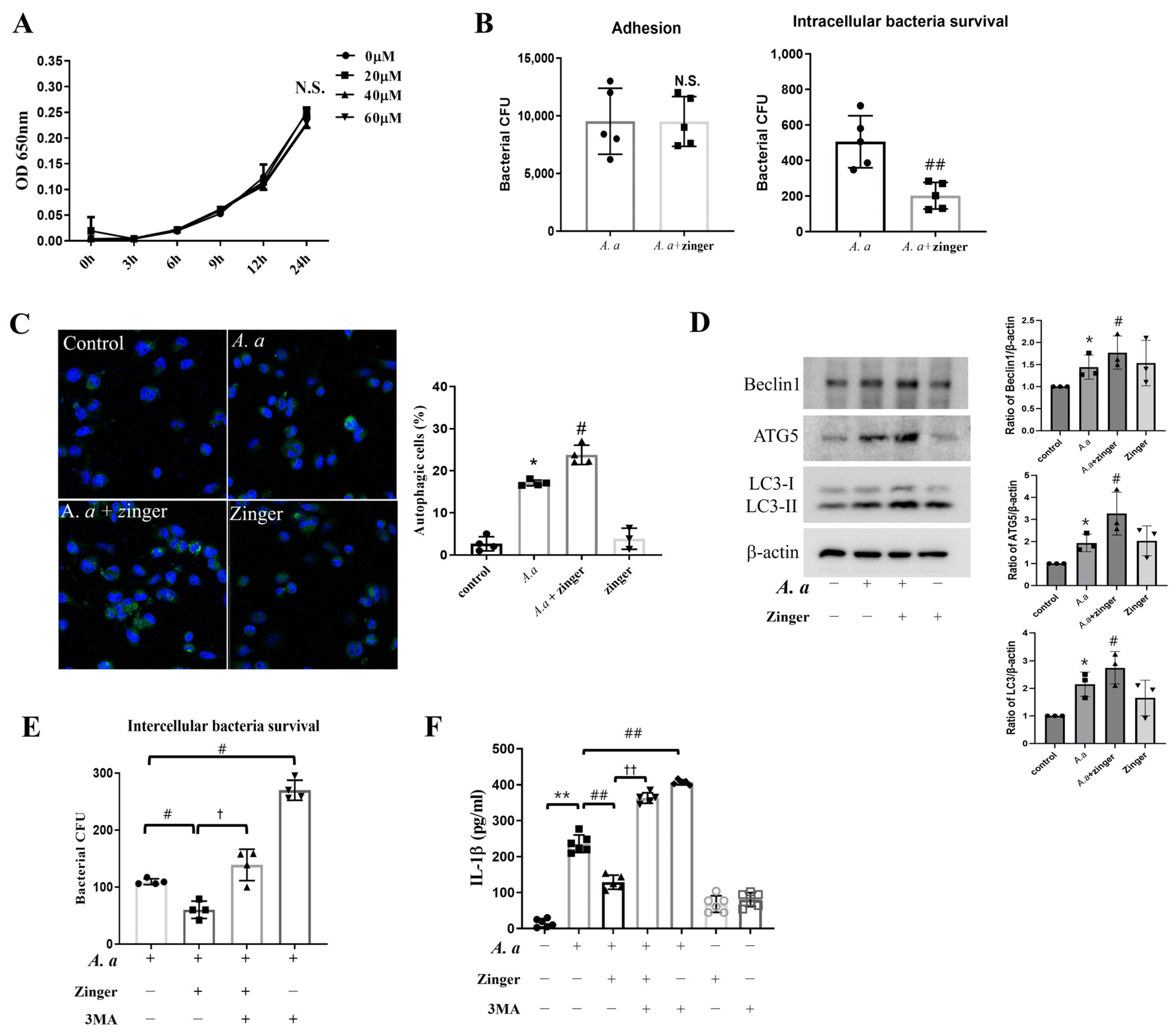 Biomedicines 11 02130 g004 Biomedicines 11 02130 g004