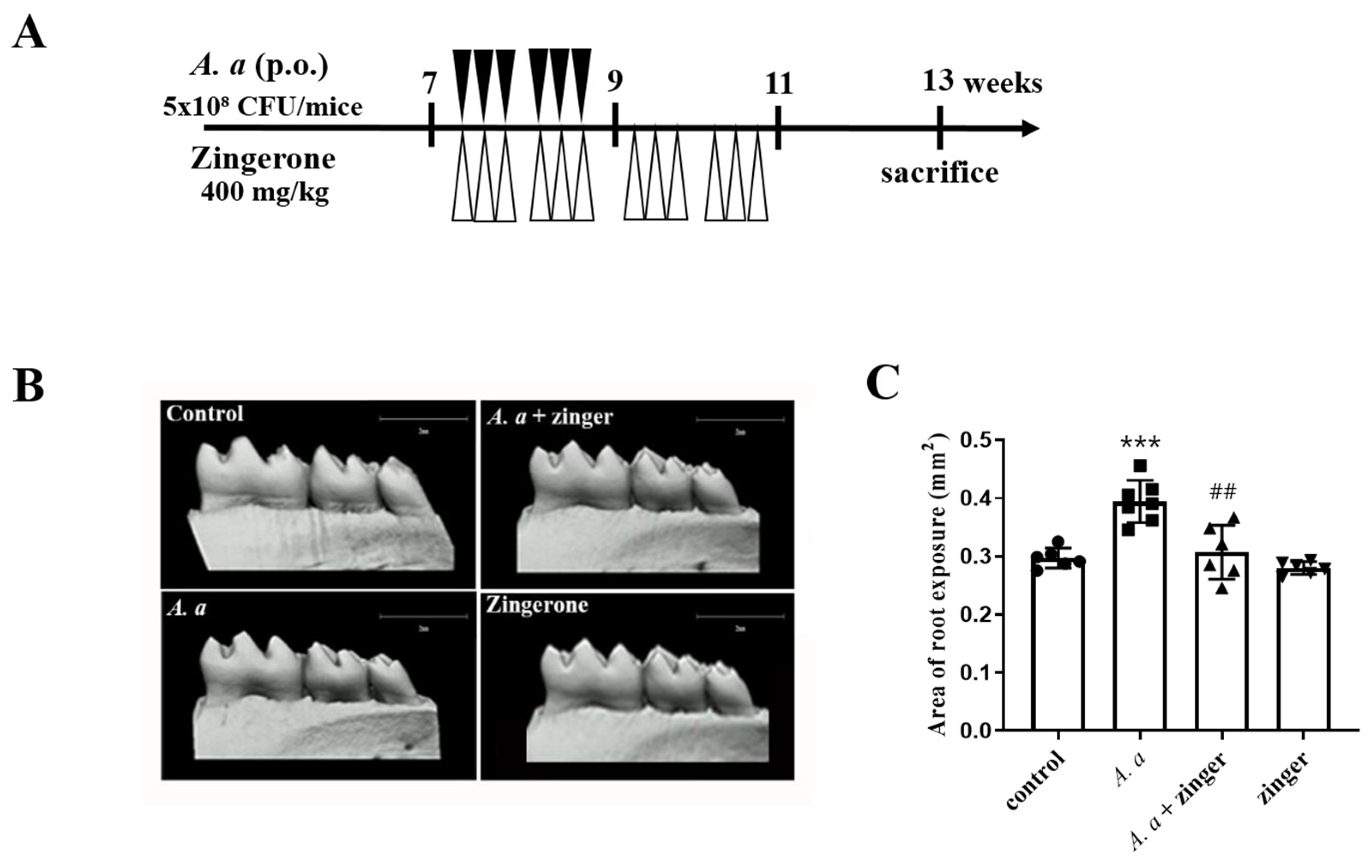 Biomedicines 11 02130 g005 Biomedicines 11 02130 g005