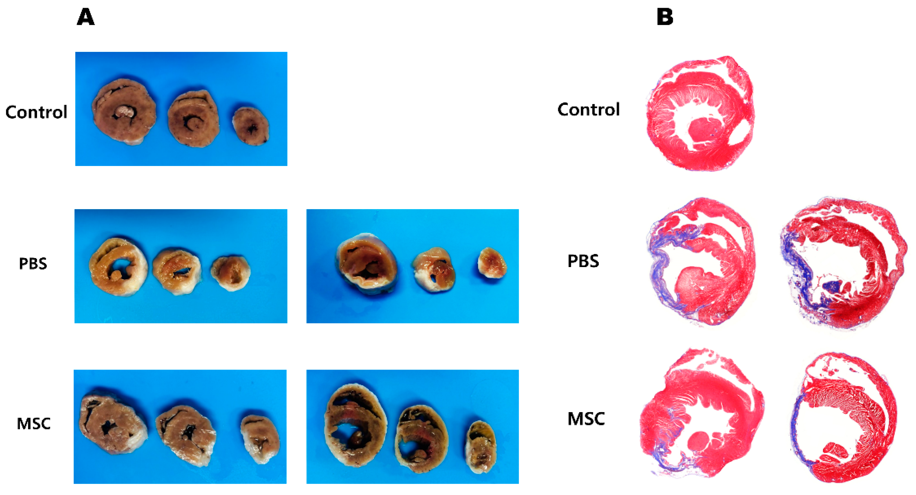 Biomedicines 11 02141 g003 Biomedicines 11 02141 g003