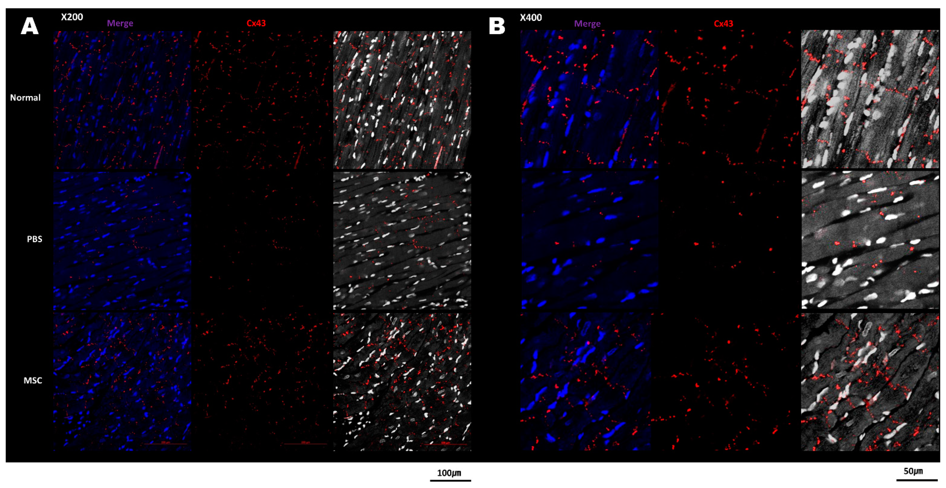 Biomedicines 11 02141 g004 Biomedicines 11 02141 g004