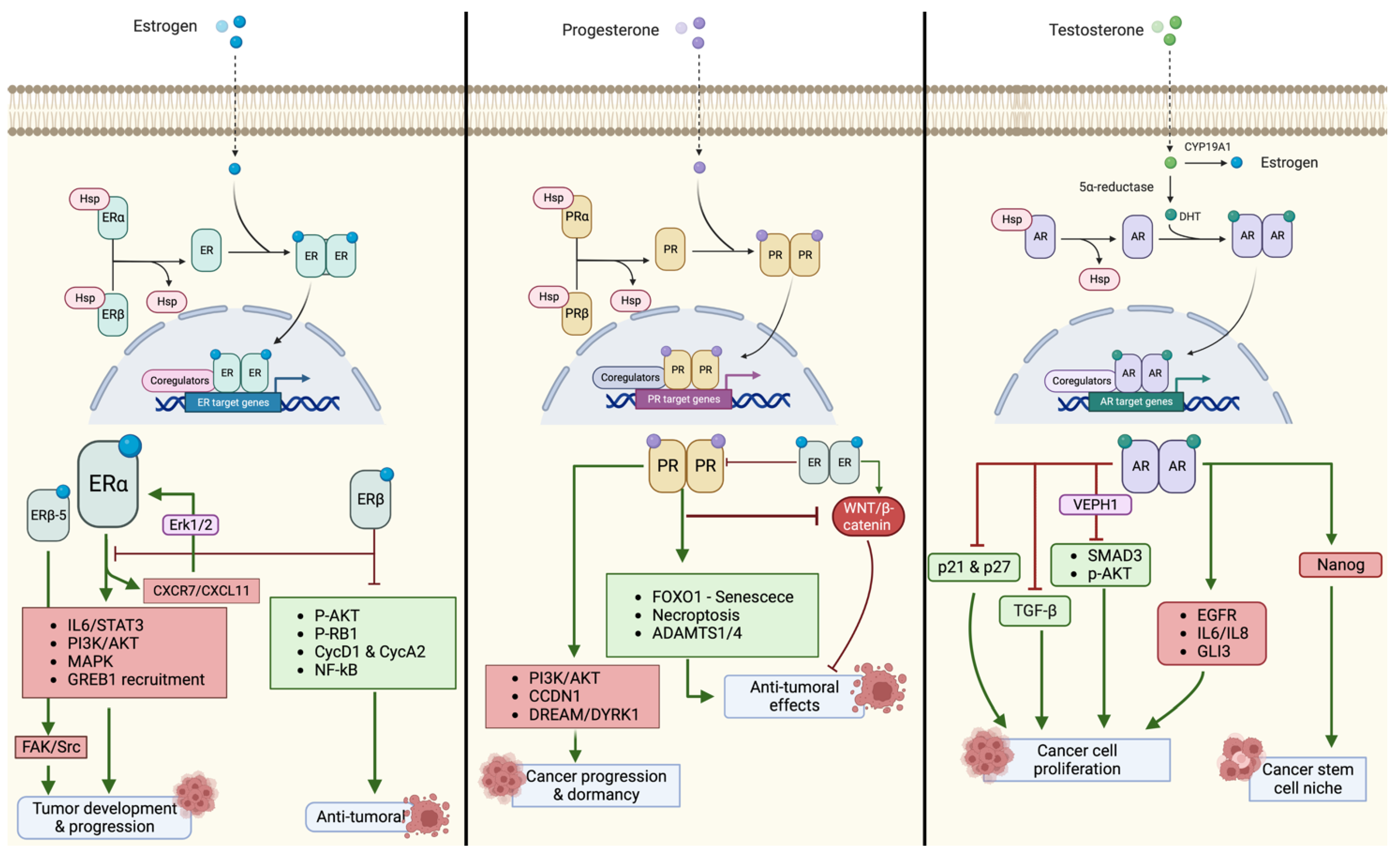 Biomedicines 11 02157 g001 Biomedicines 11 02157 g001