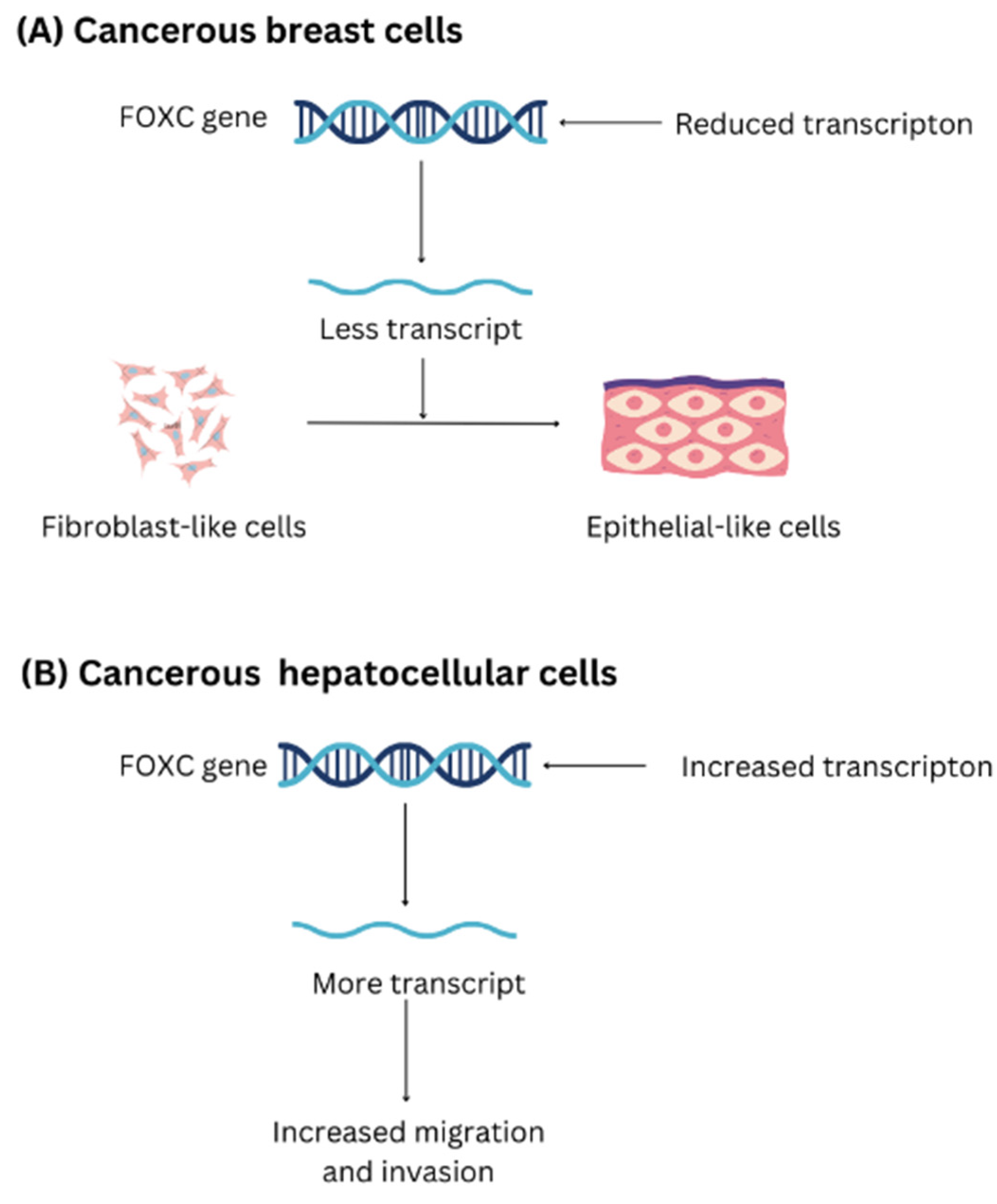 Biomedicines 11 02159 g005