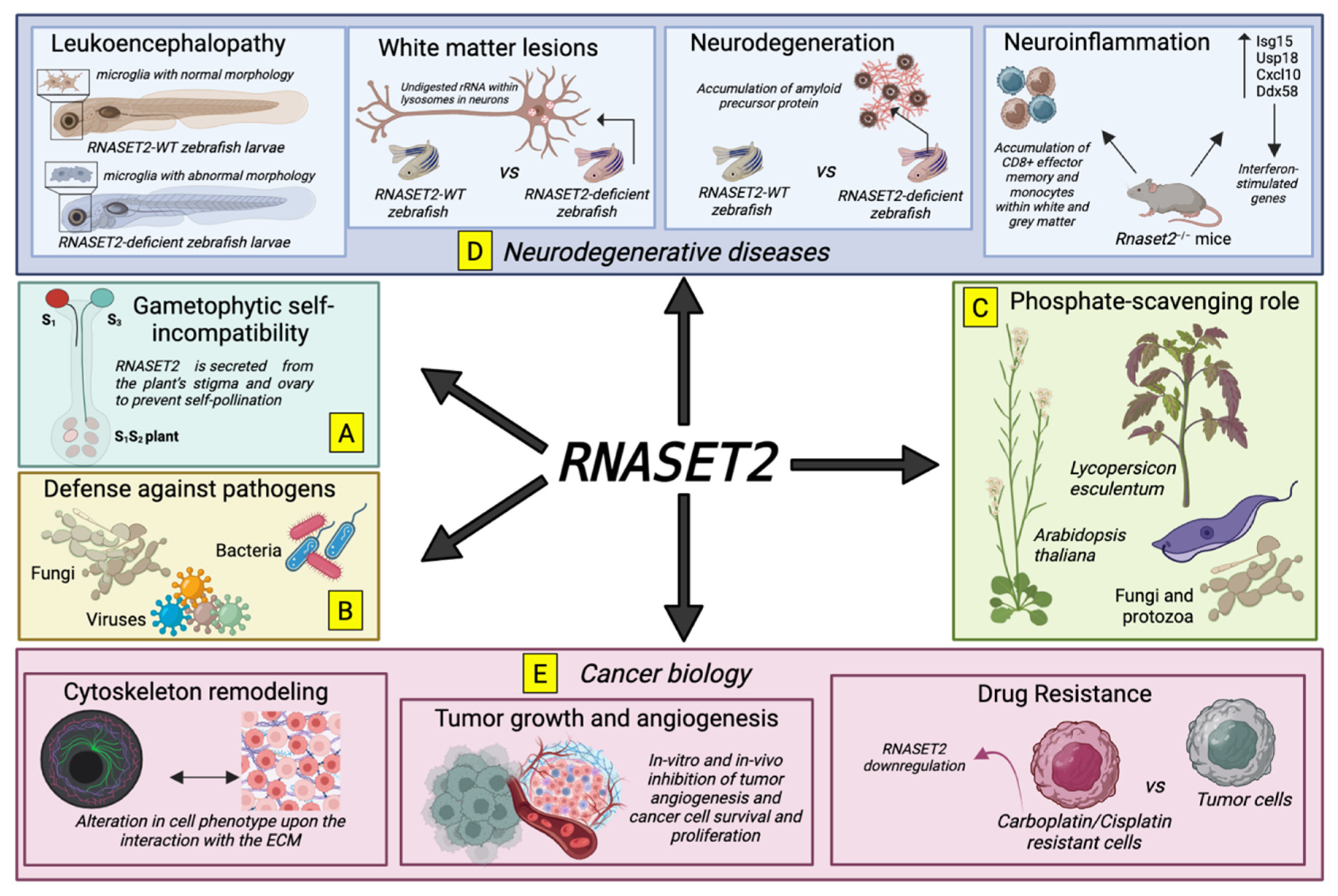 Biomedicines 11 02160 g001 Biomedicines 11 02160 g001