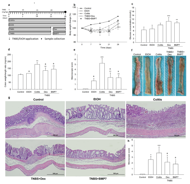 Biomedicines 11 02161 g001 Biomedicines 11 02161 g001