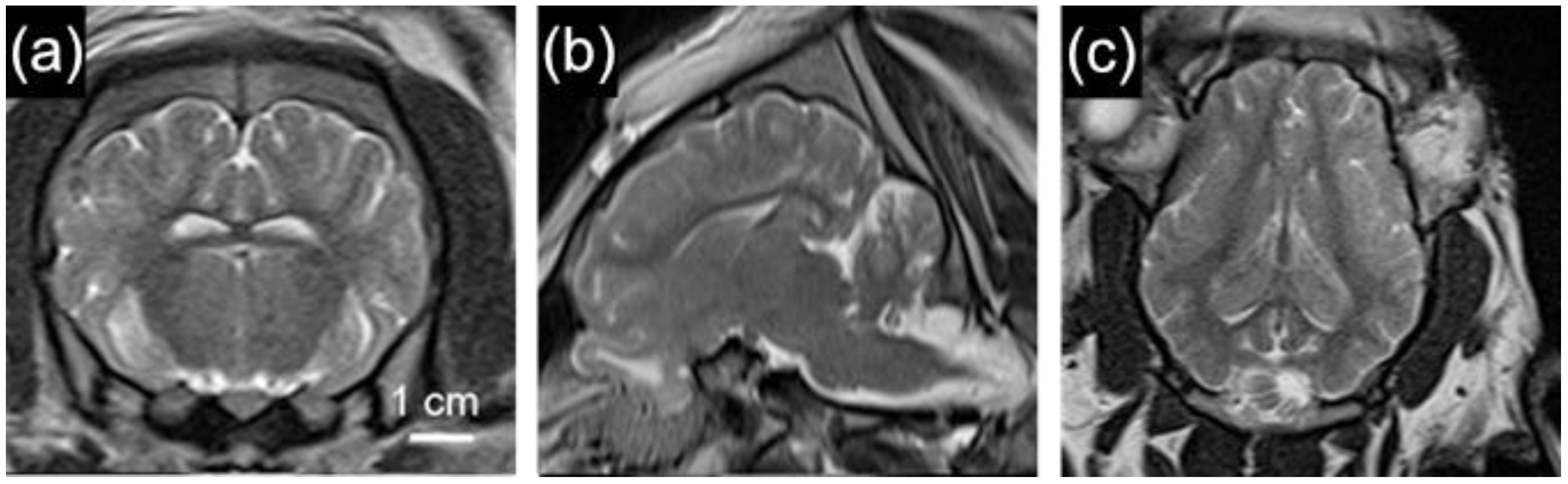 Biomedicines 11 02165 g004 Biomedicines 11 02165 g004