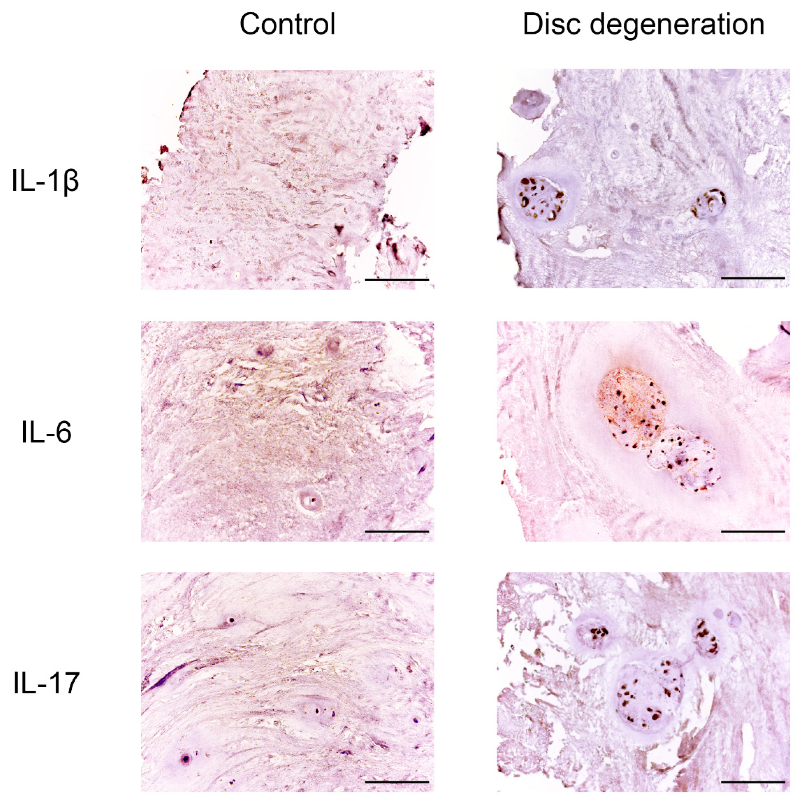 Biomedicines 11 02184 g005 Biomedicines 11 02184 g005
