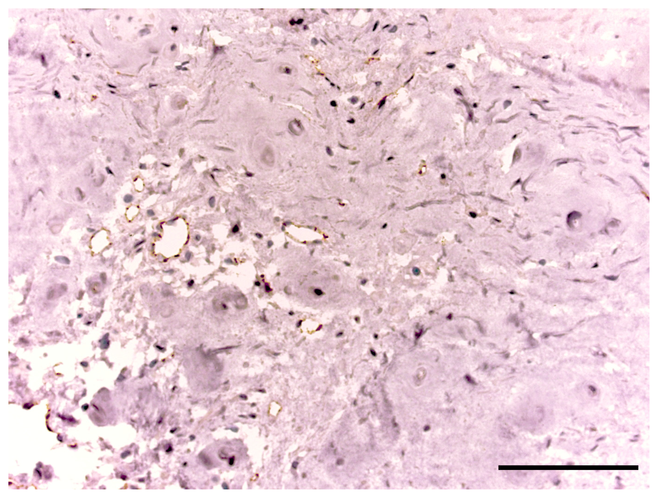 Biomedicines 11 02184 g007 Biomedicines 11 02184 g007