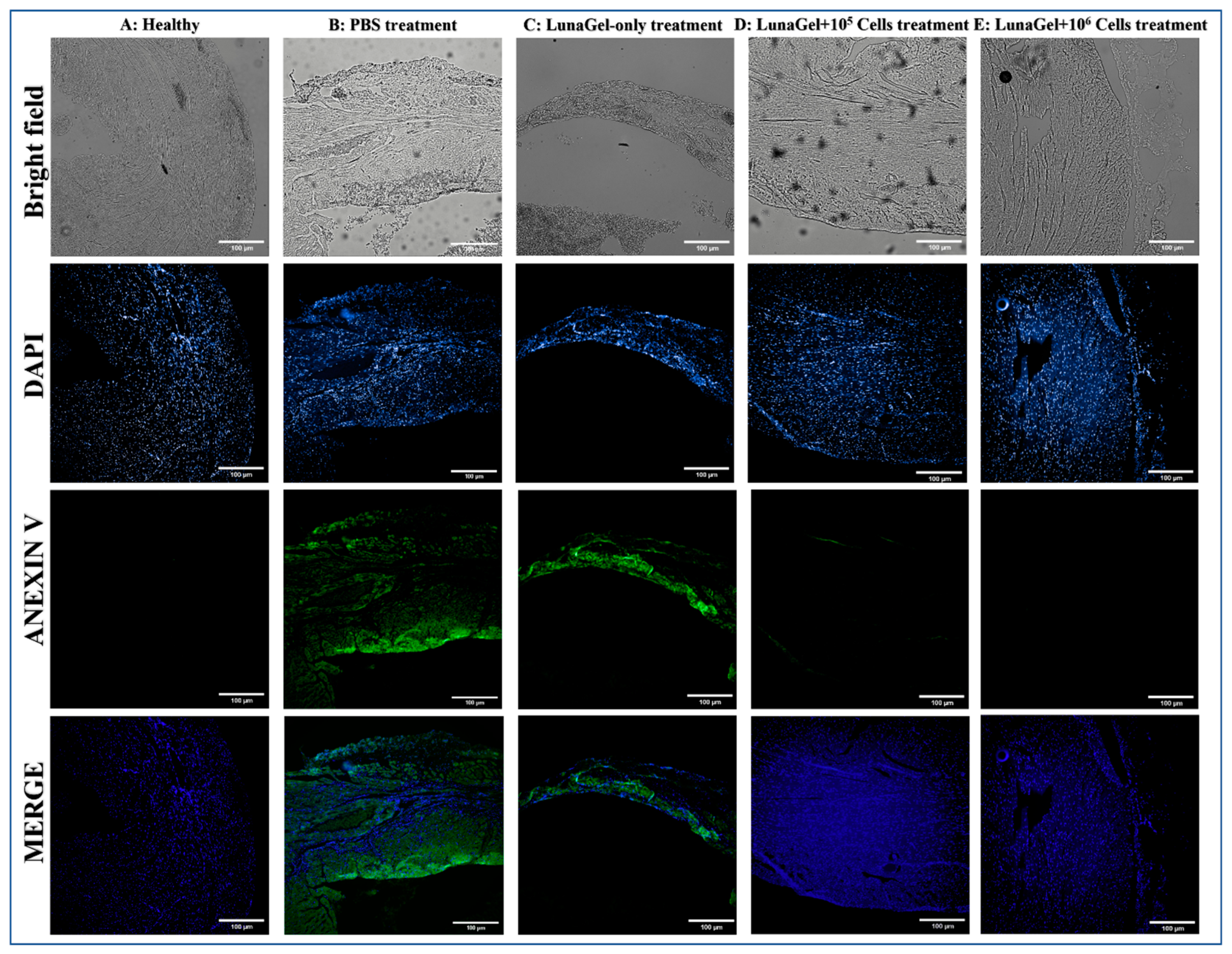 Biomedicines 11 02187 g004 Biomedicines 11 02187 g004