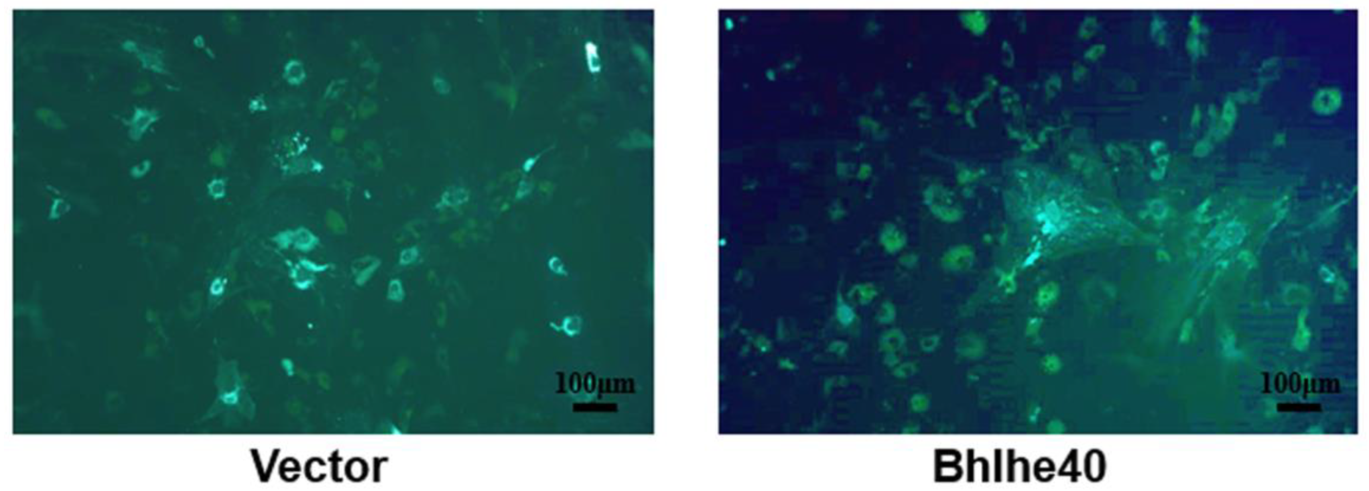 Biomedicines 11 02190 g0a3 Biomedicines 11 02190 g0a3