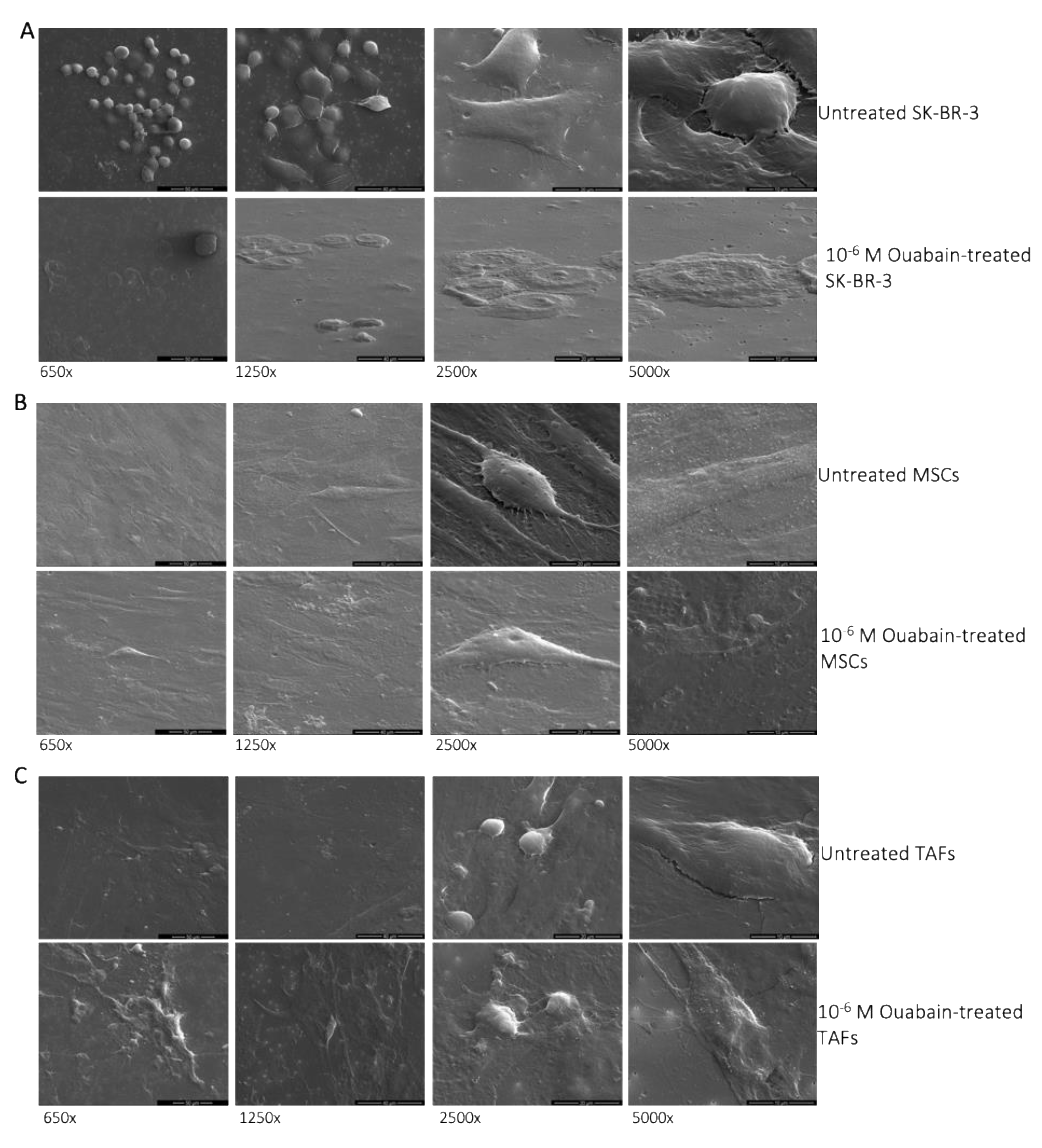 Biomedicines 11 02205 g001 Biomedicines 11 02205 g001