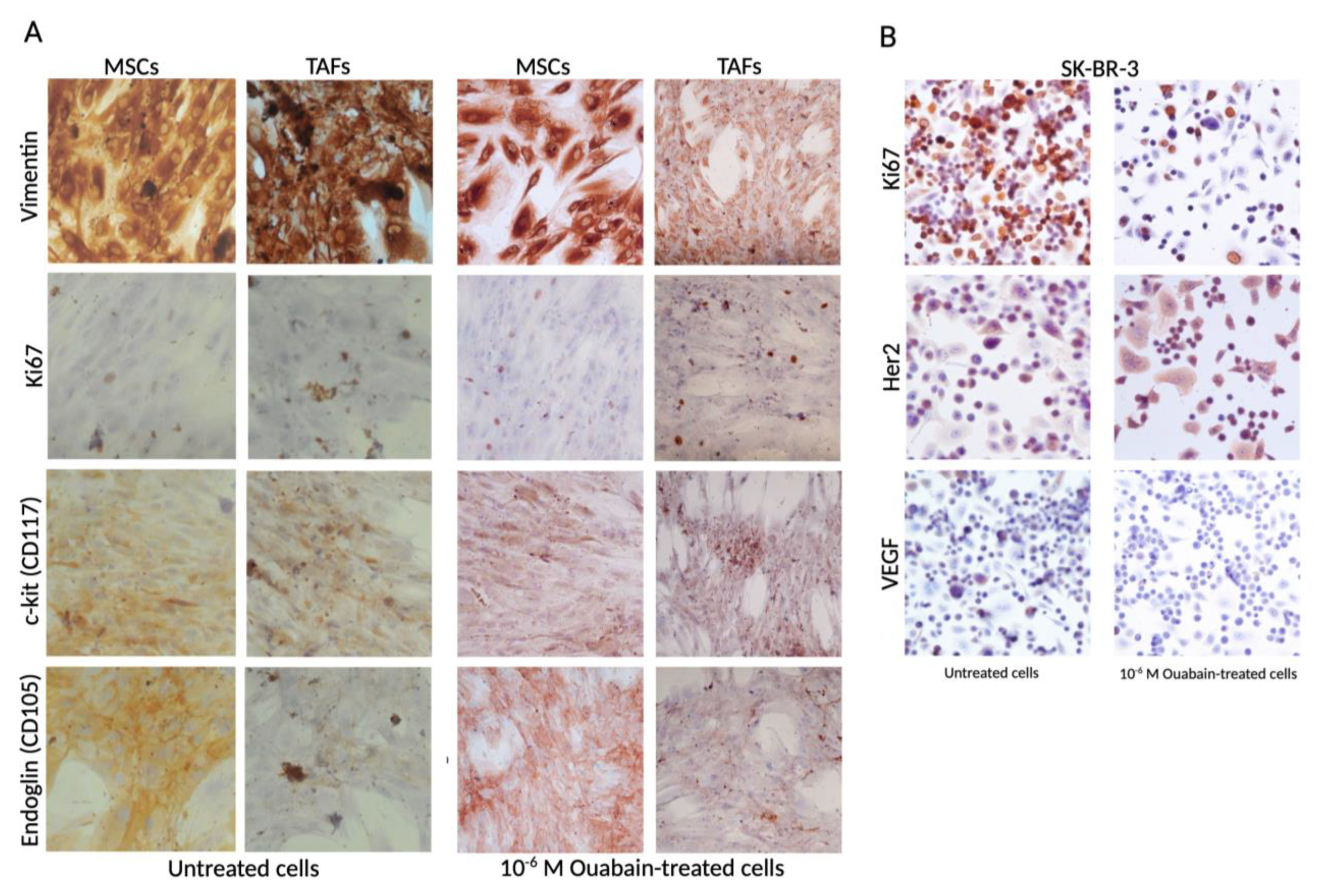 Biomedicines 11 02205 g003 Biomedicines 11 02205 g003
