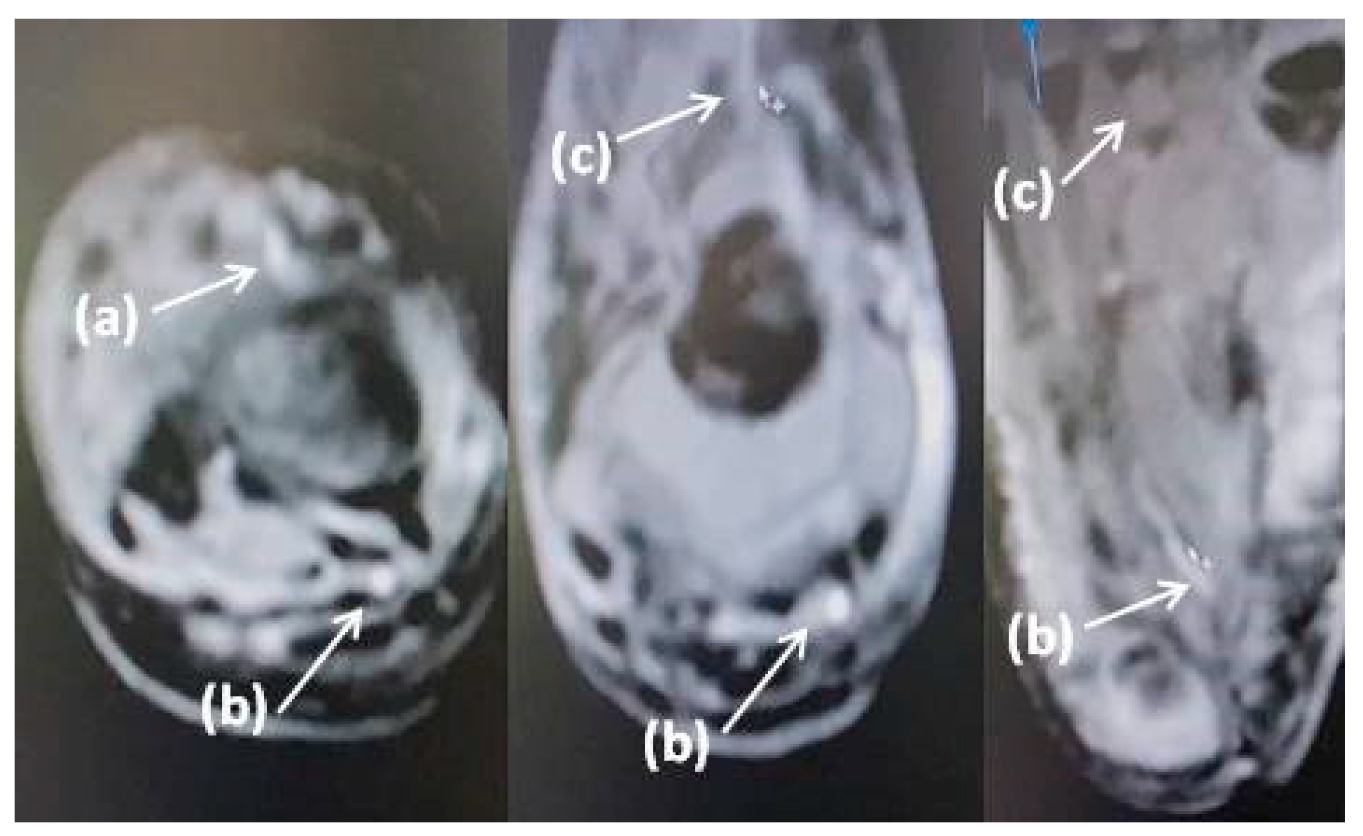 Biomedicines 11 02206 g002
