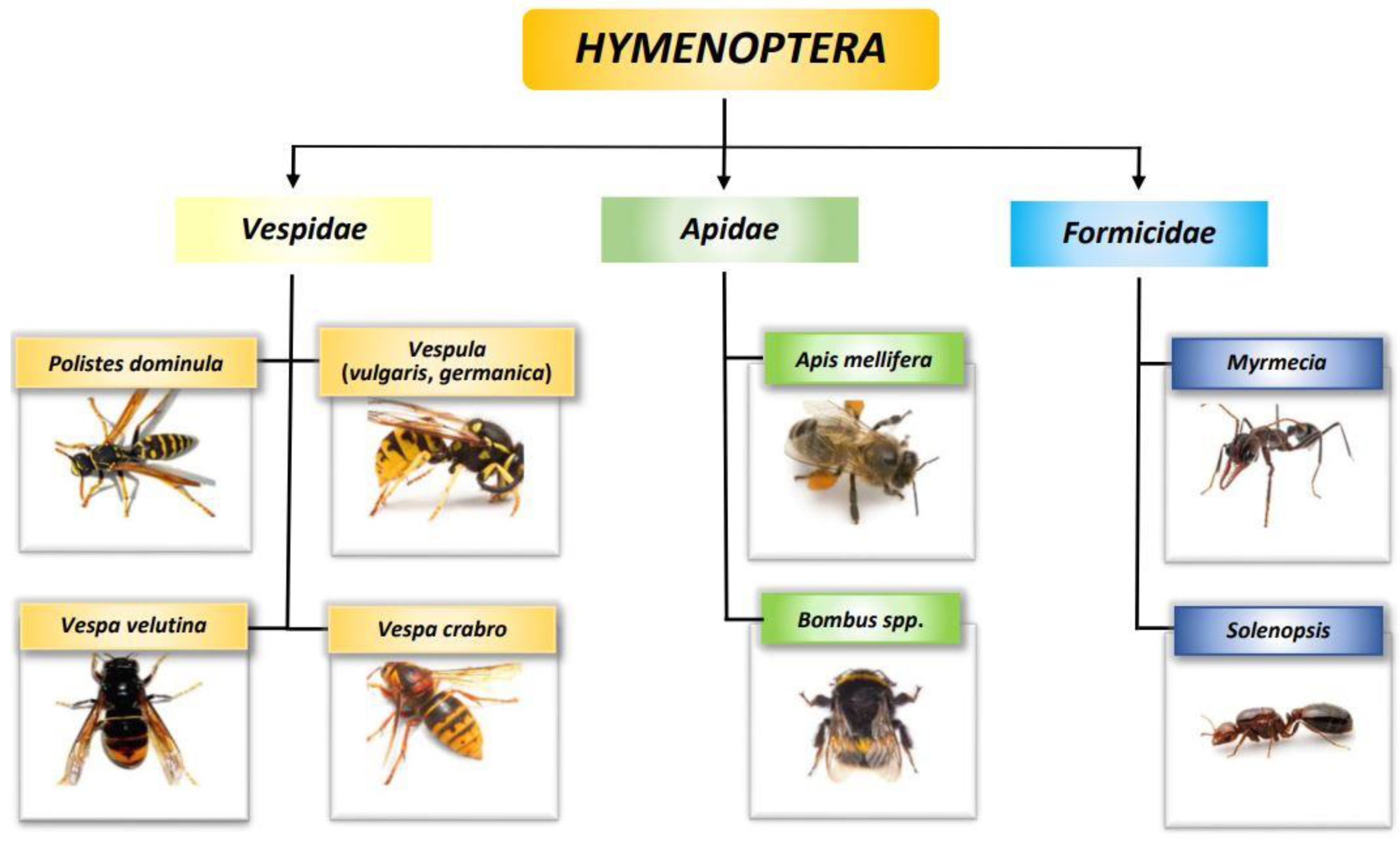 Biomedicines 11 02224 g001