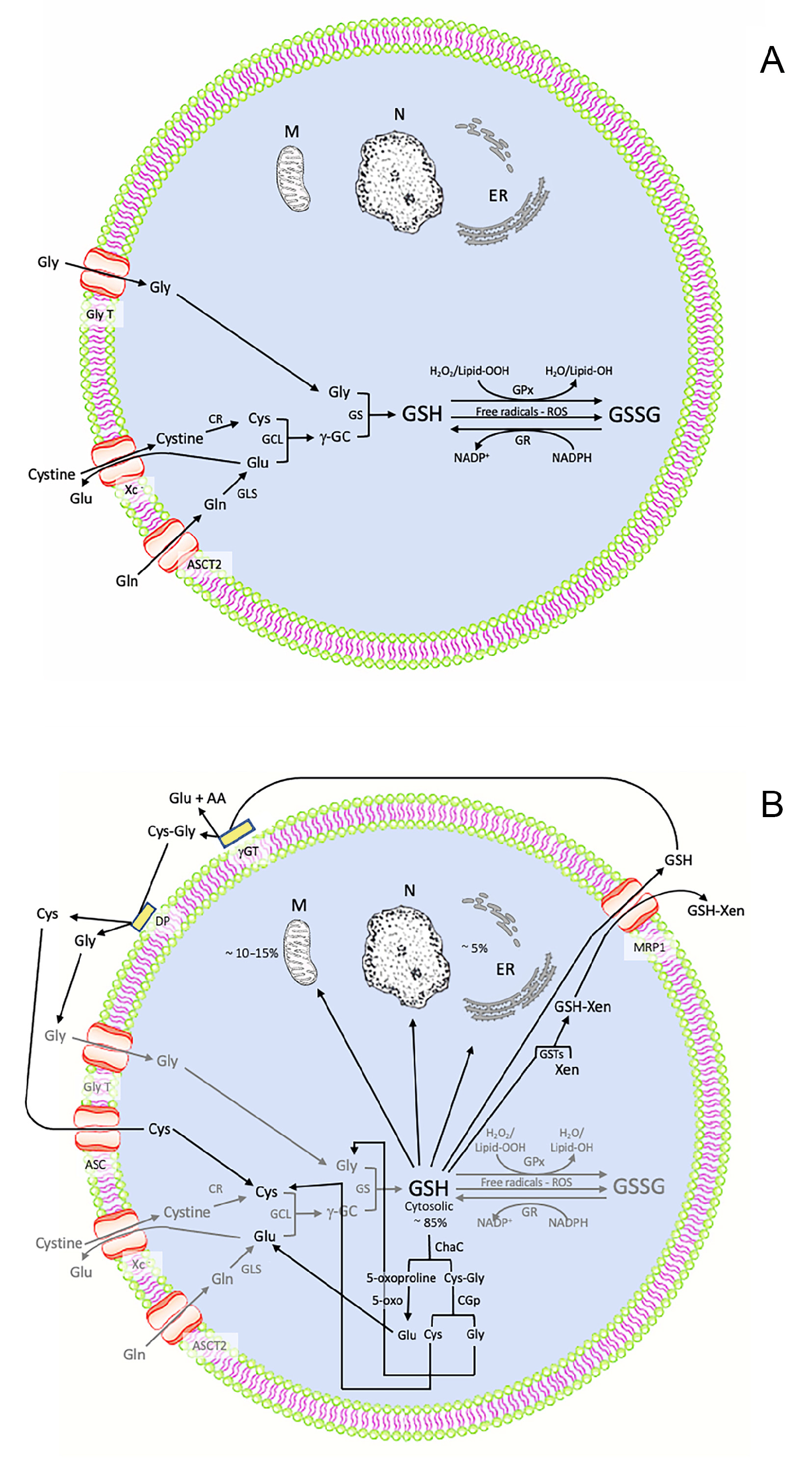 Biomedicines 11 02226 g002