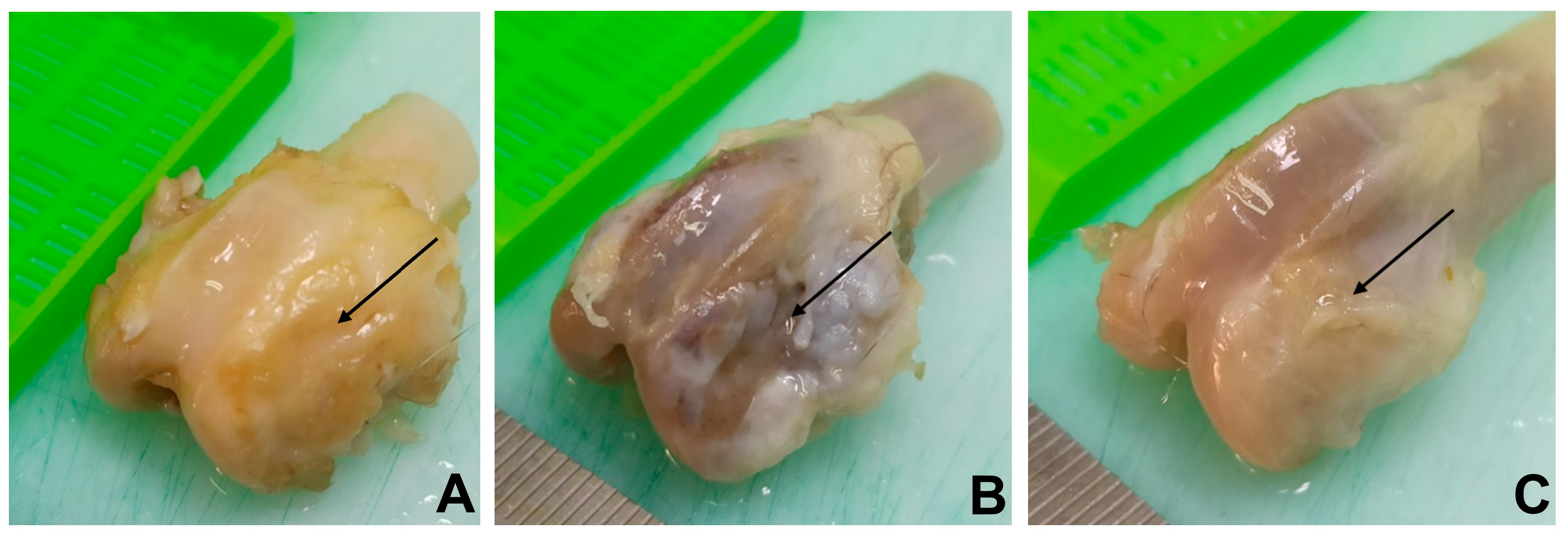 Biomedicines 11 02229 g002
