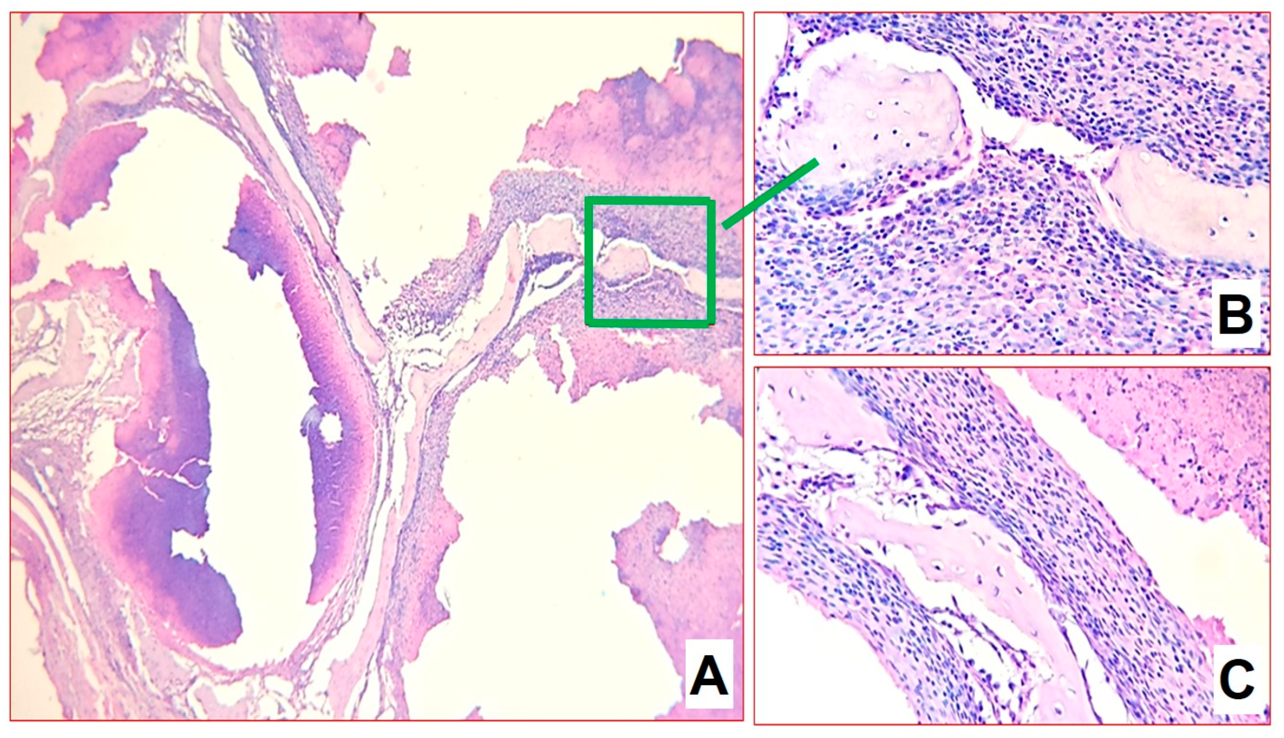 Biomedicines 11 02229 g005