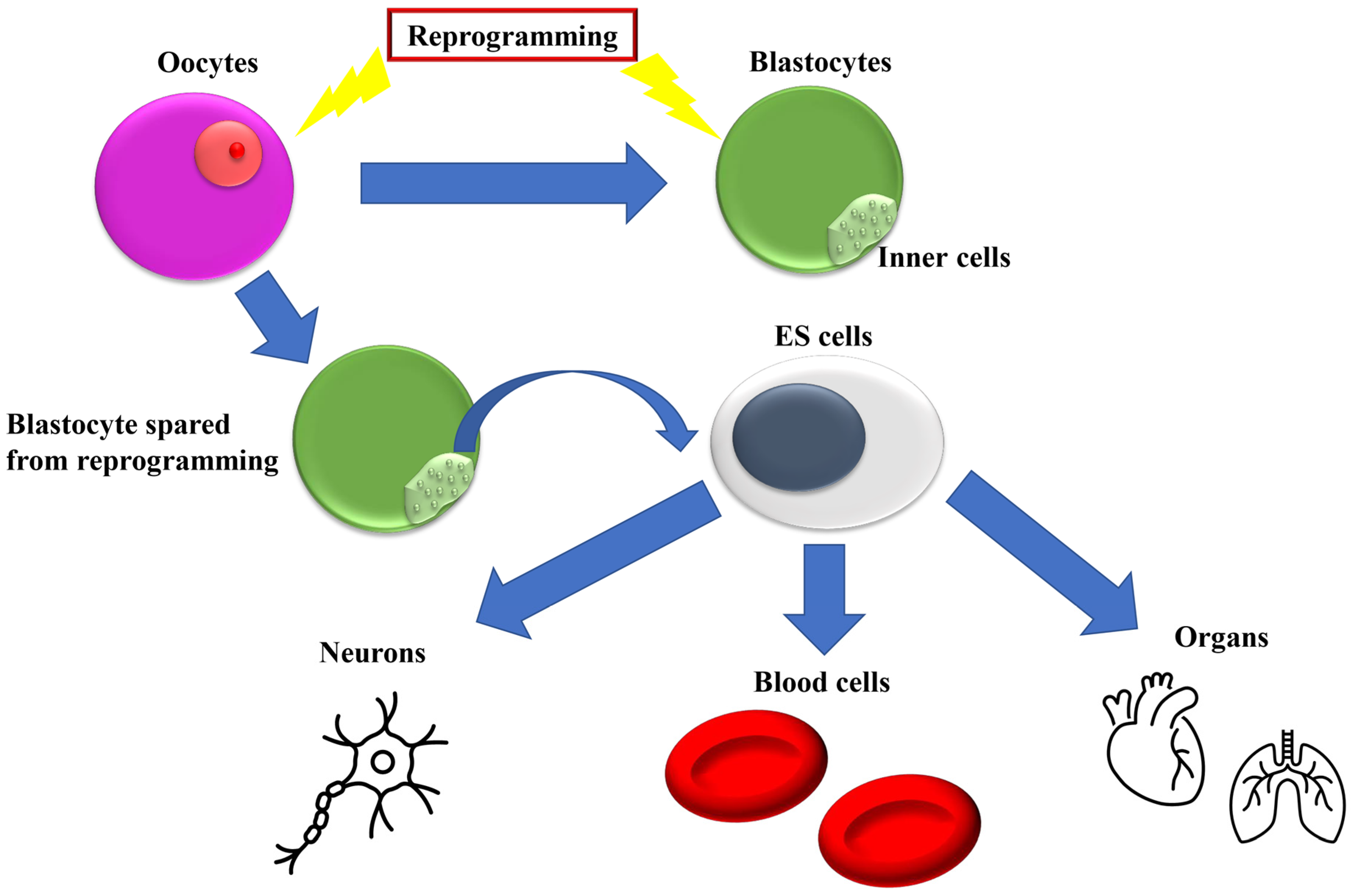 Biomedicines 11 02235 g001 Biomedicines 11 02235 g001